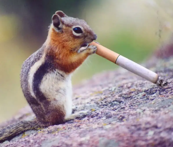 Smokes when he drinks... - Cigarettes, Animals, Birds, Bad habits, Longpost