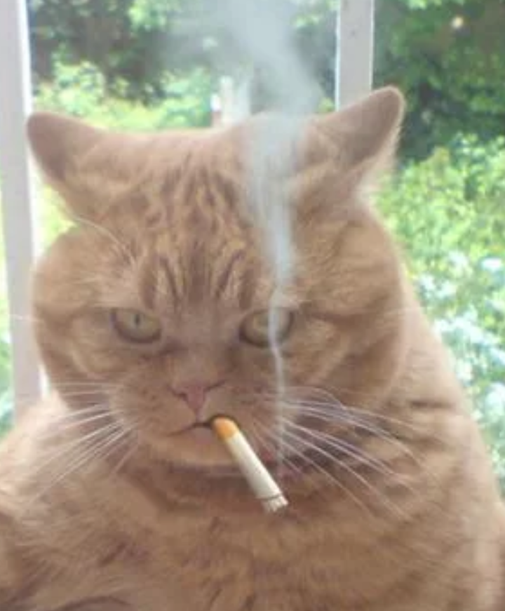 Smokes when he drinks... - Cigarettes, Animals, Birds, Bad habits, Longpost