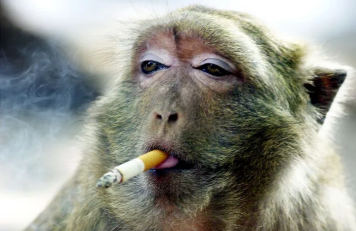 Smokes when he drinks... - Cigarettes, Animals, Birds, Bad habits, Longpost