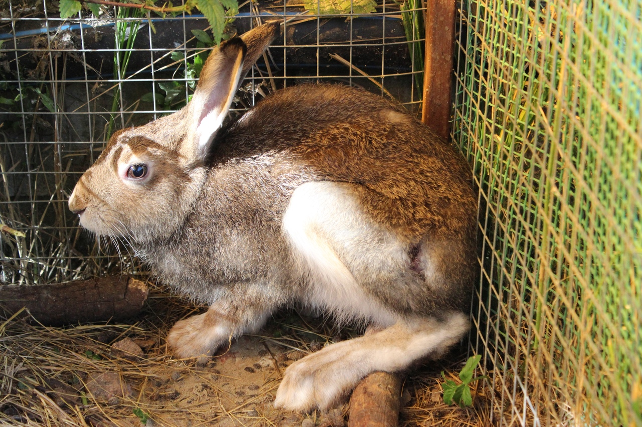 Salvation to harm - Hare, White hare, Video, Hare House, Rehabilitation centers, Longpost