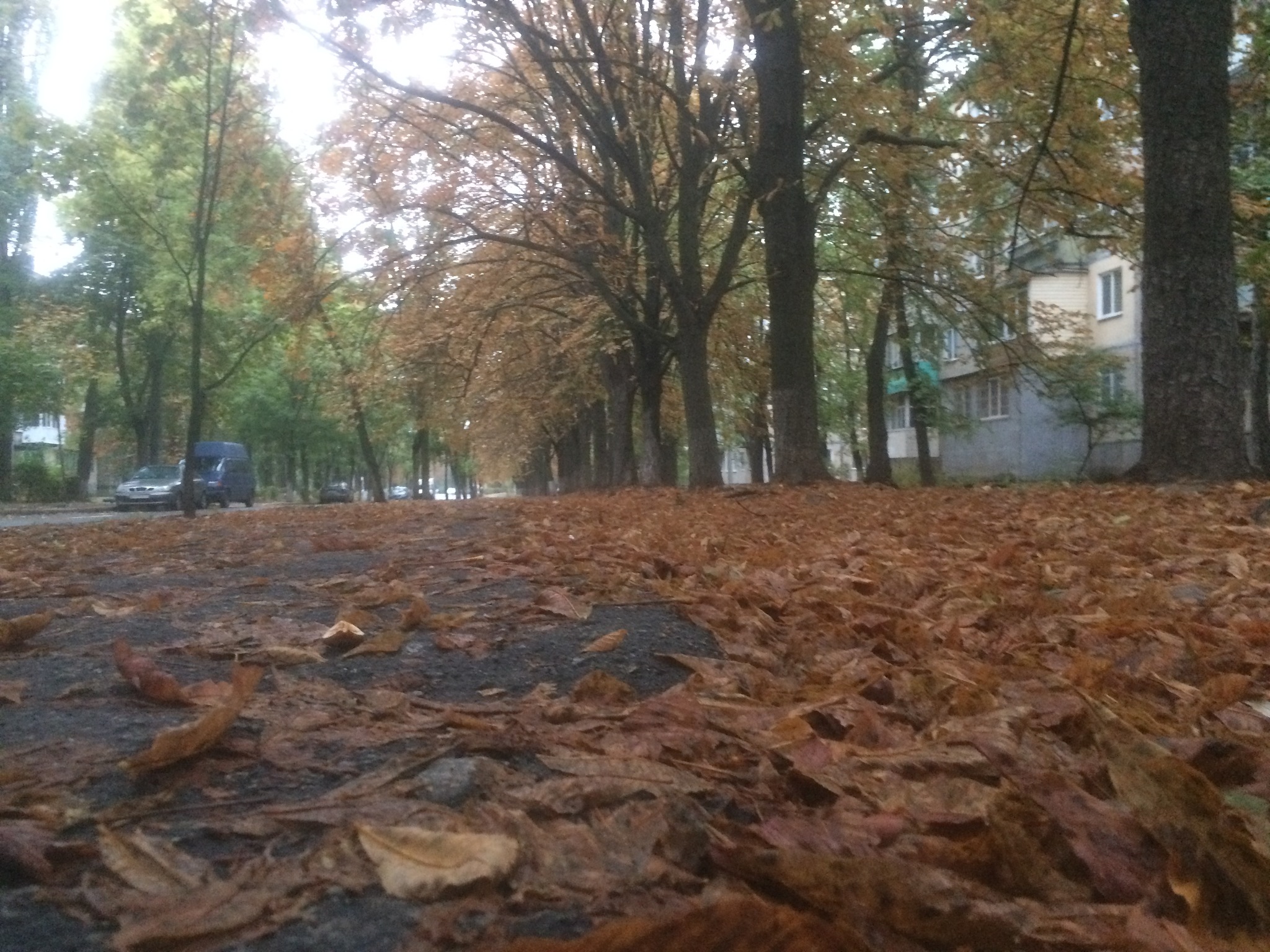 Autumn - Autumn, Leaf fall, Town, Leaves, Chestnut, Longpost, The photo