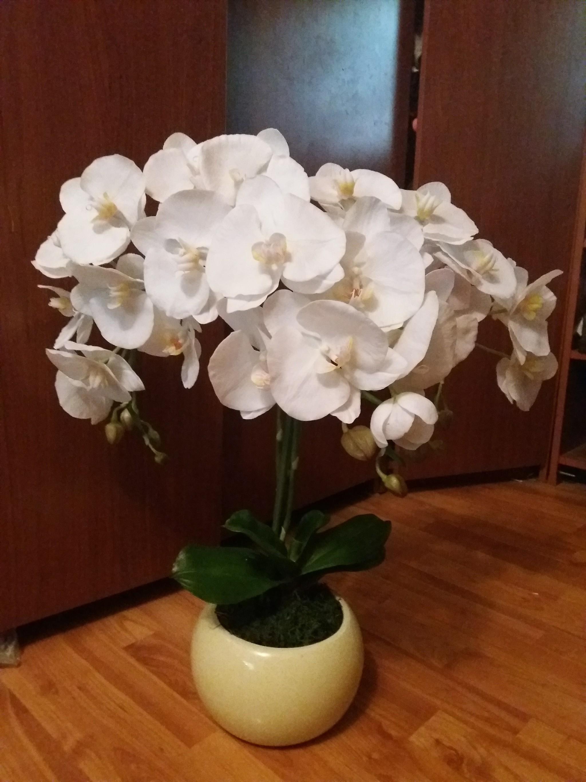 Phalaenopsis cold porcelain orchid. - Orchids, Cold porcelain, Polymer clay, Polymer floristry, Handmade, Longpost