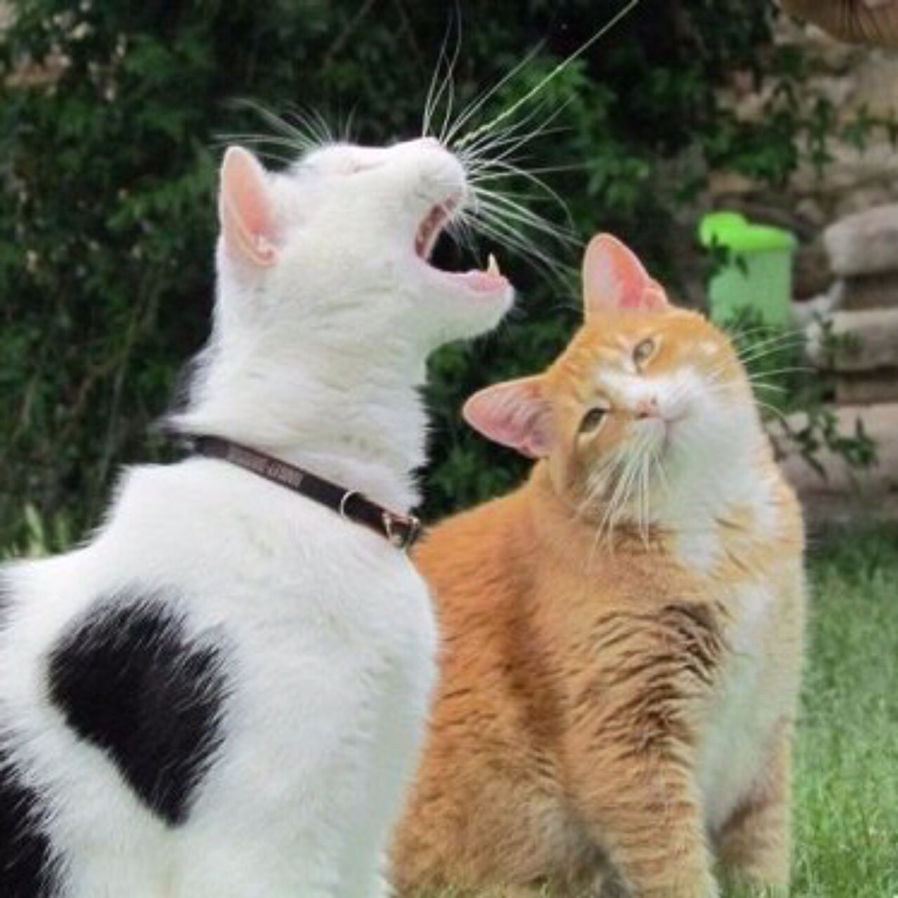 Just find someone who will admire you the same way this redhead admires cats - cat, Catomafia, Milota