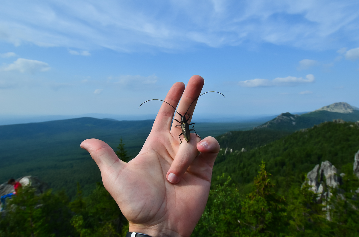 Caught the moment - My, The photo, Taganay National Park, , Insects