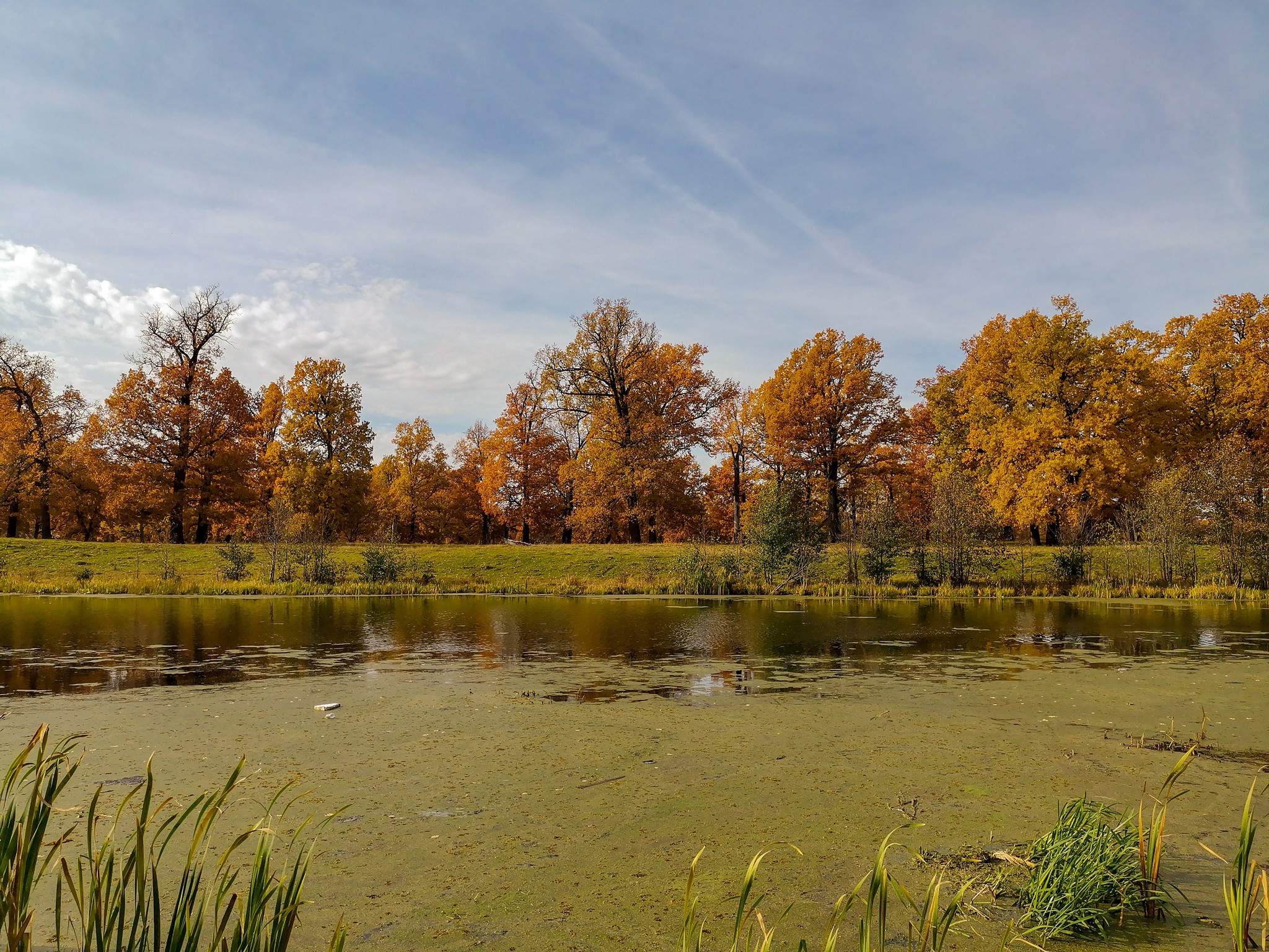 Autumn sketches - My, Dzerzhinsk, Mobile photography, Nature, Autumn, Longpost, What is autumn, Video, A bike