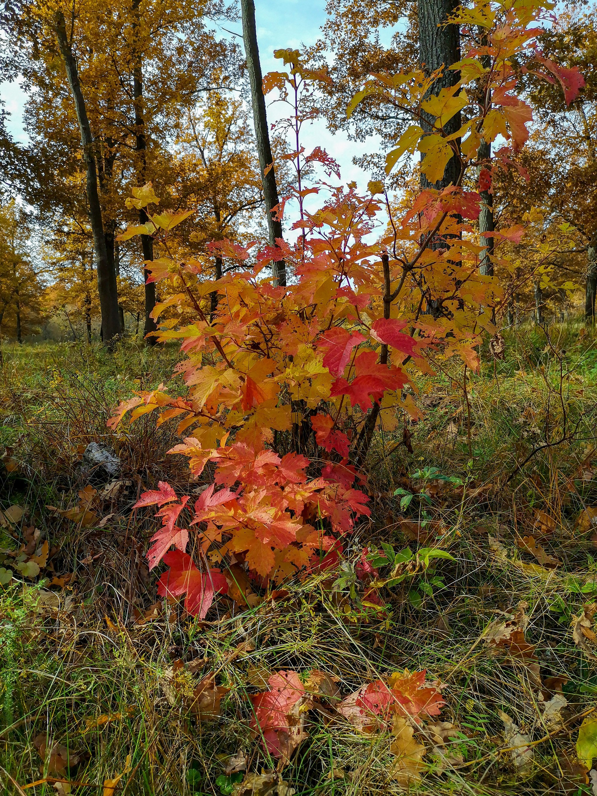 Autumn sketches - My, Dzerzhinsk, Mobile photography, Nature, Autumn, Longpost, What is autumn, Video, A bike