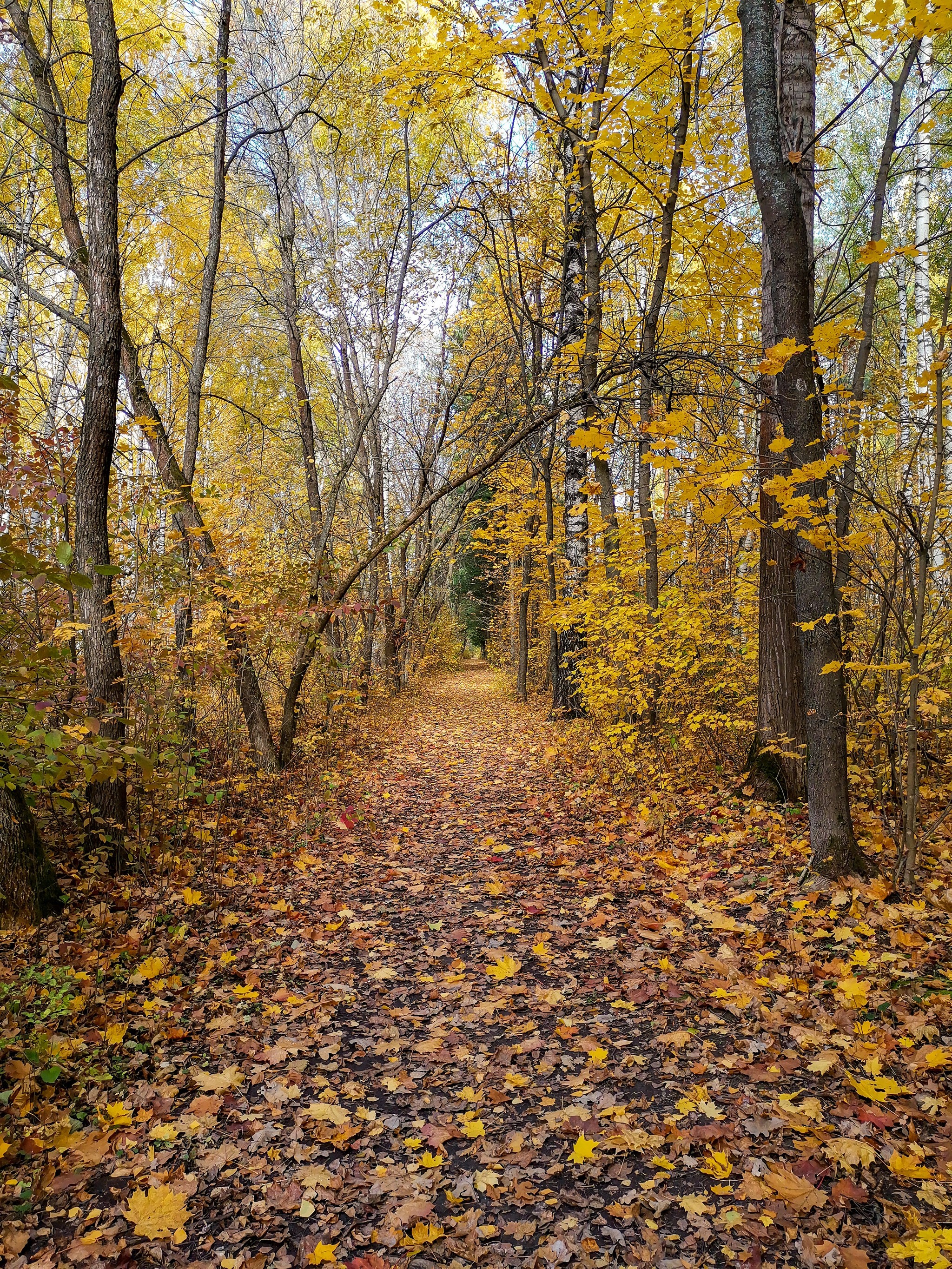 Autumn sketches - My, Dzerzhinsk, Mobile photography, Nature, Autumn, Longpost, What is autumn, Video, A bike