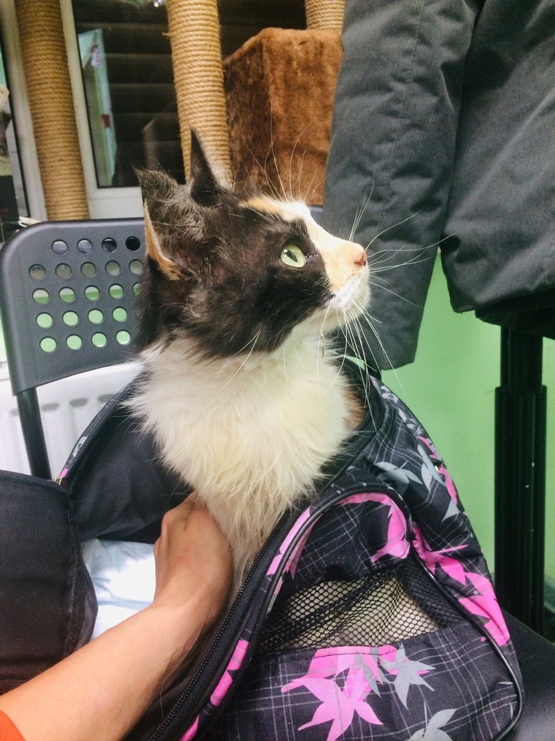 The cat was hit by a car and she could not walk. She was warmed by other cats. And yes, I had to take the cat. - My, cat, Help, Traumatic brain injury, Video, Longpost, Animal Rescue