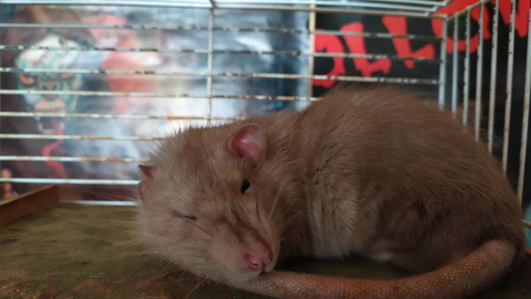 Rat days #2 - My, Rat, Decorative rats, Boys, Longpost