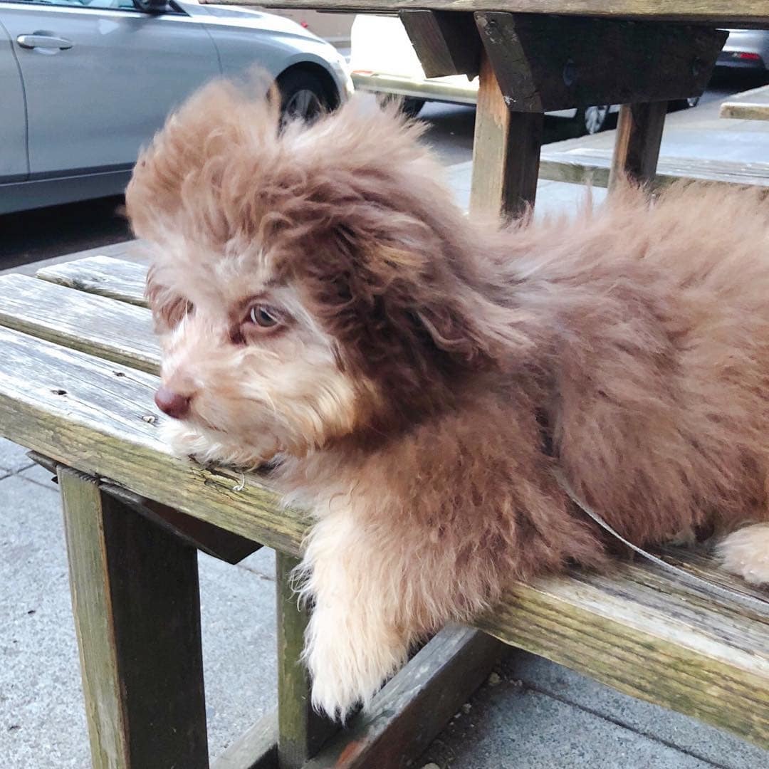 Australian poodle Nori became an internet sensation because of his human face - Dog, Person, Poodle, Longpost