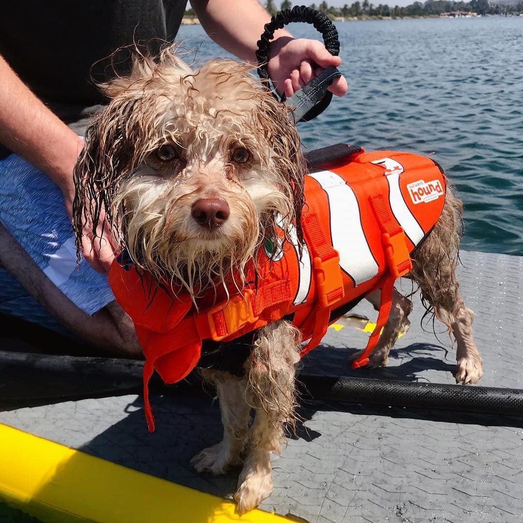 Australian poodle Nori became an internet sensation because of his human face - Dog, Person, Poodle, Longpost