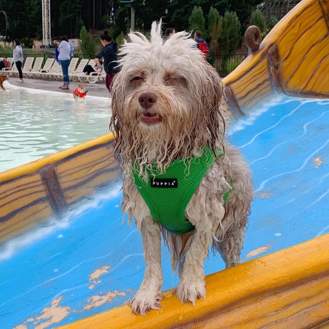 Australian poodle Nori became an internet sensation because of his human face - Dog, Person, Poodle, Longpost