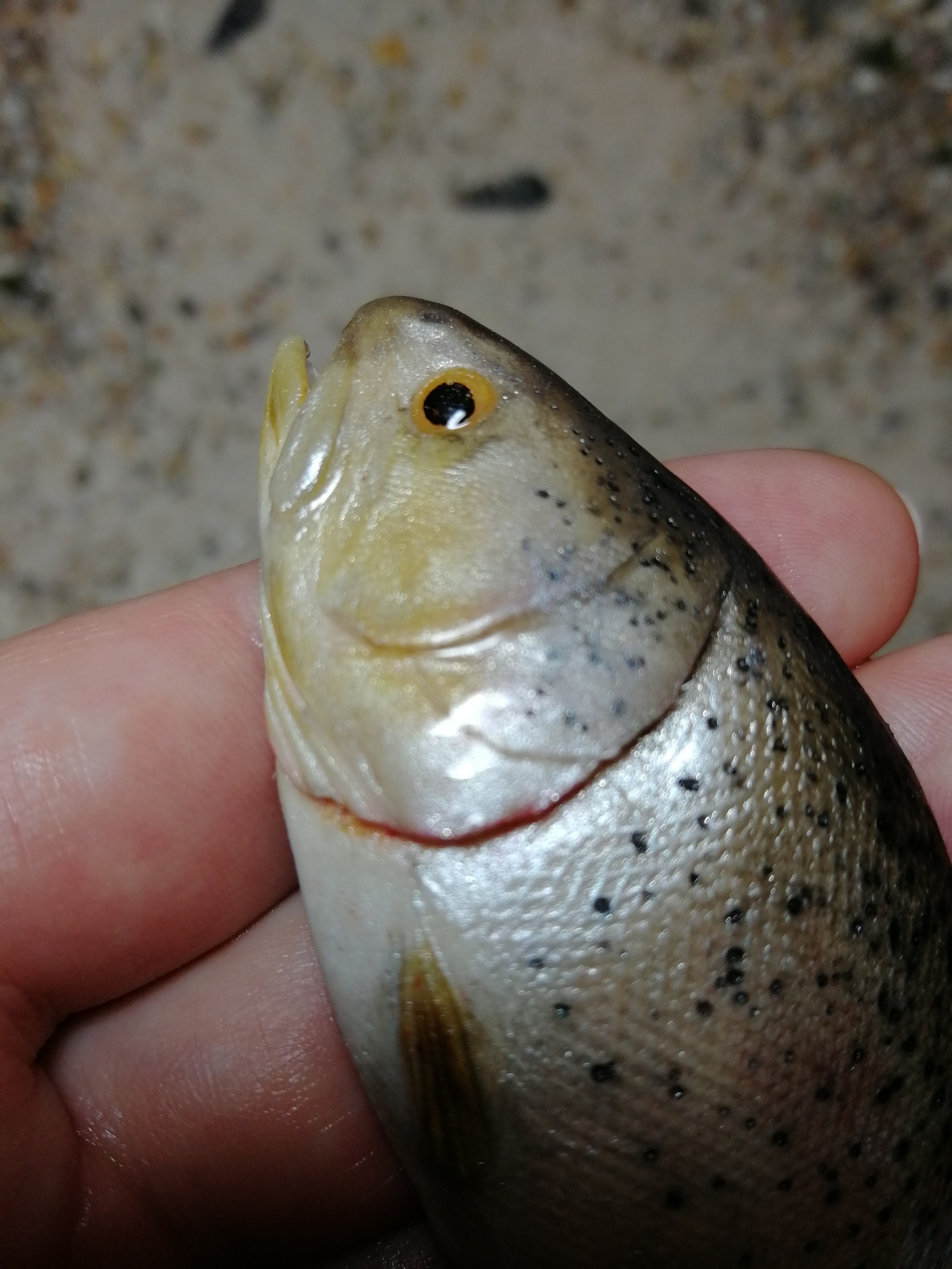 Trout and perch - My, Polymer clay, A fish, Perch, Trout, Needlework without process, Creation, With your own hands, Longpost