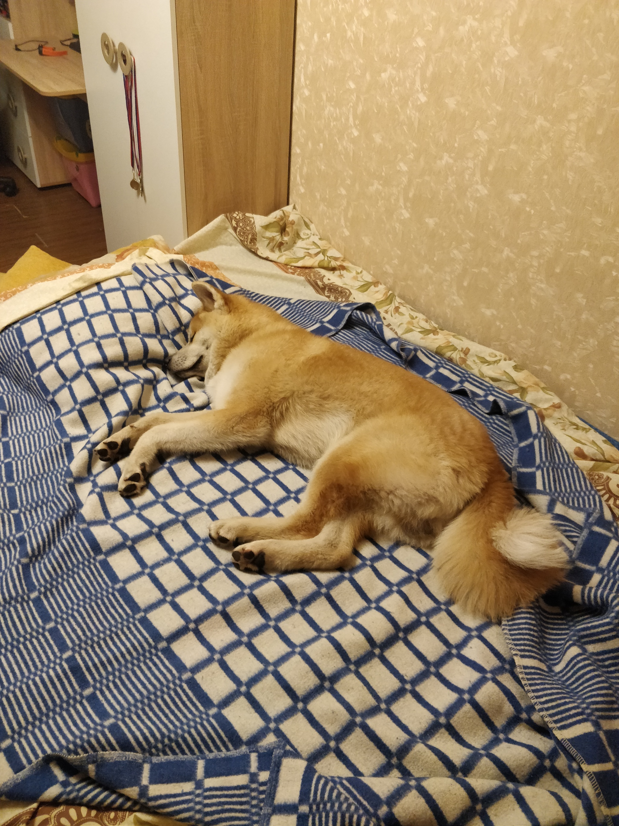 how i got an akita part 3 - My, Akita inu, Dog, Longpost