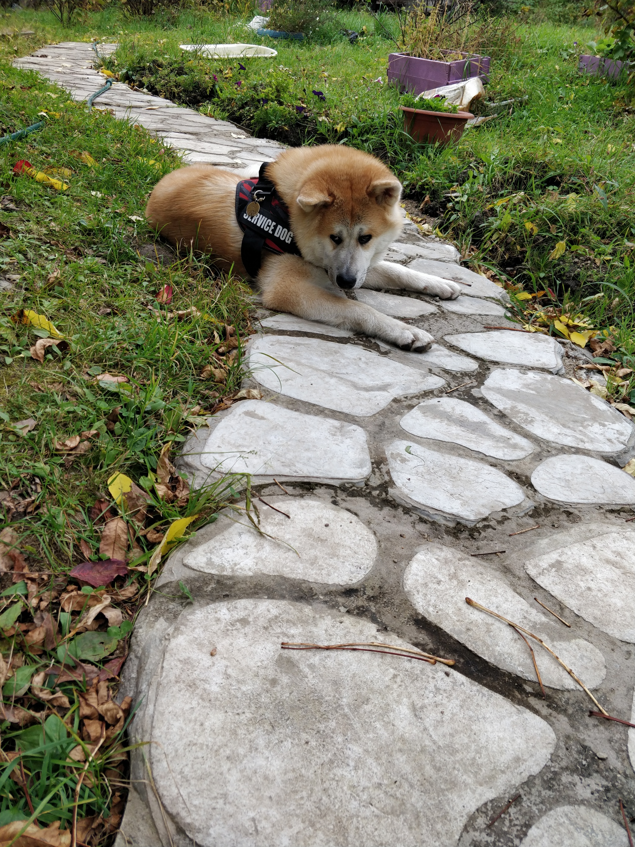 how i got an akita part 3 - My, Akita inu, Dog, Longpost