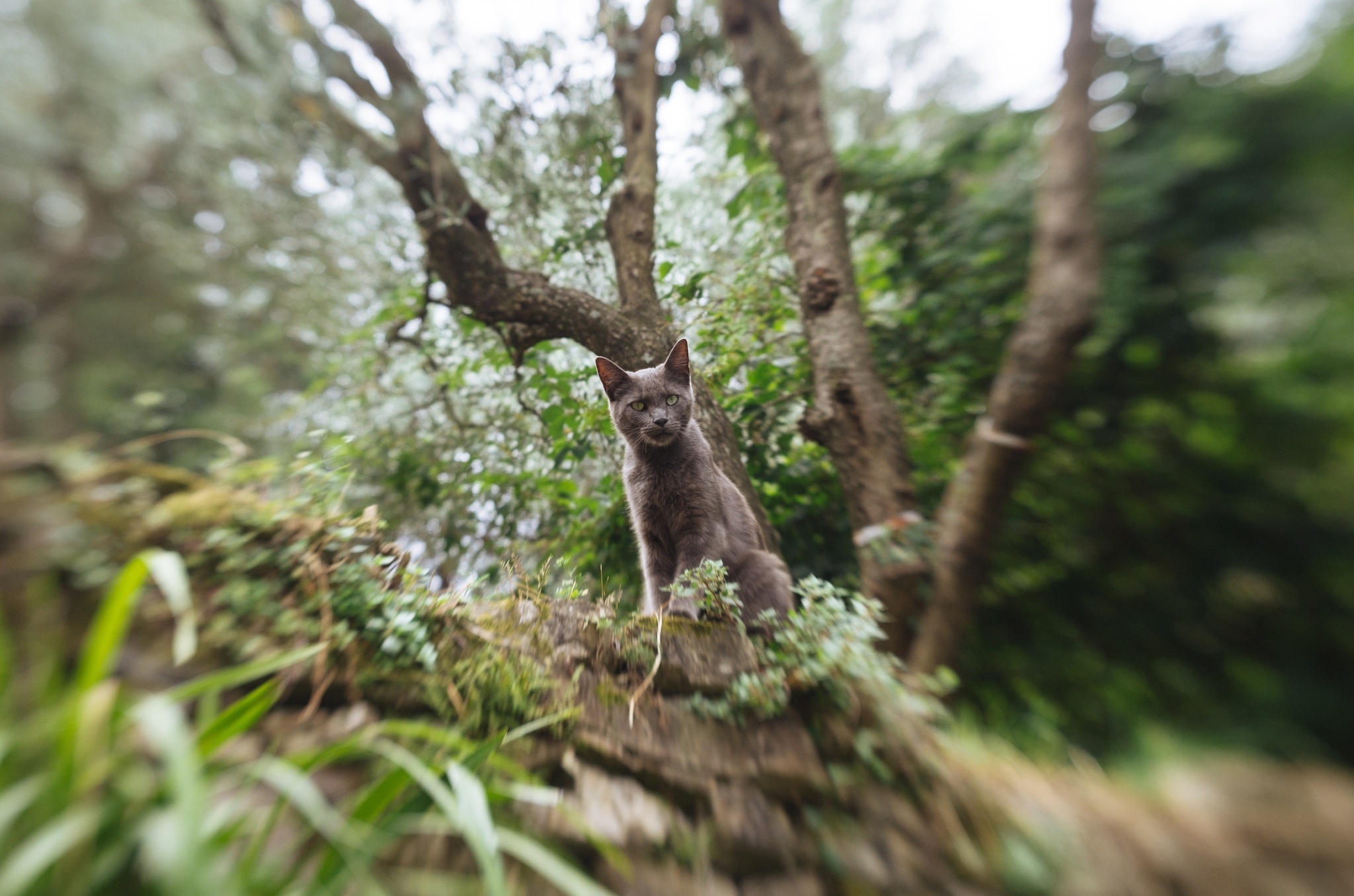 I like to visit the same places - My, Italy, Liguria, Longpost, cat, Dog