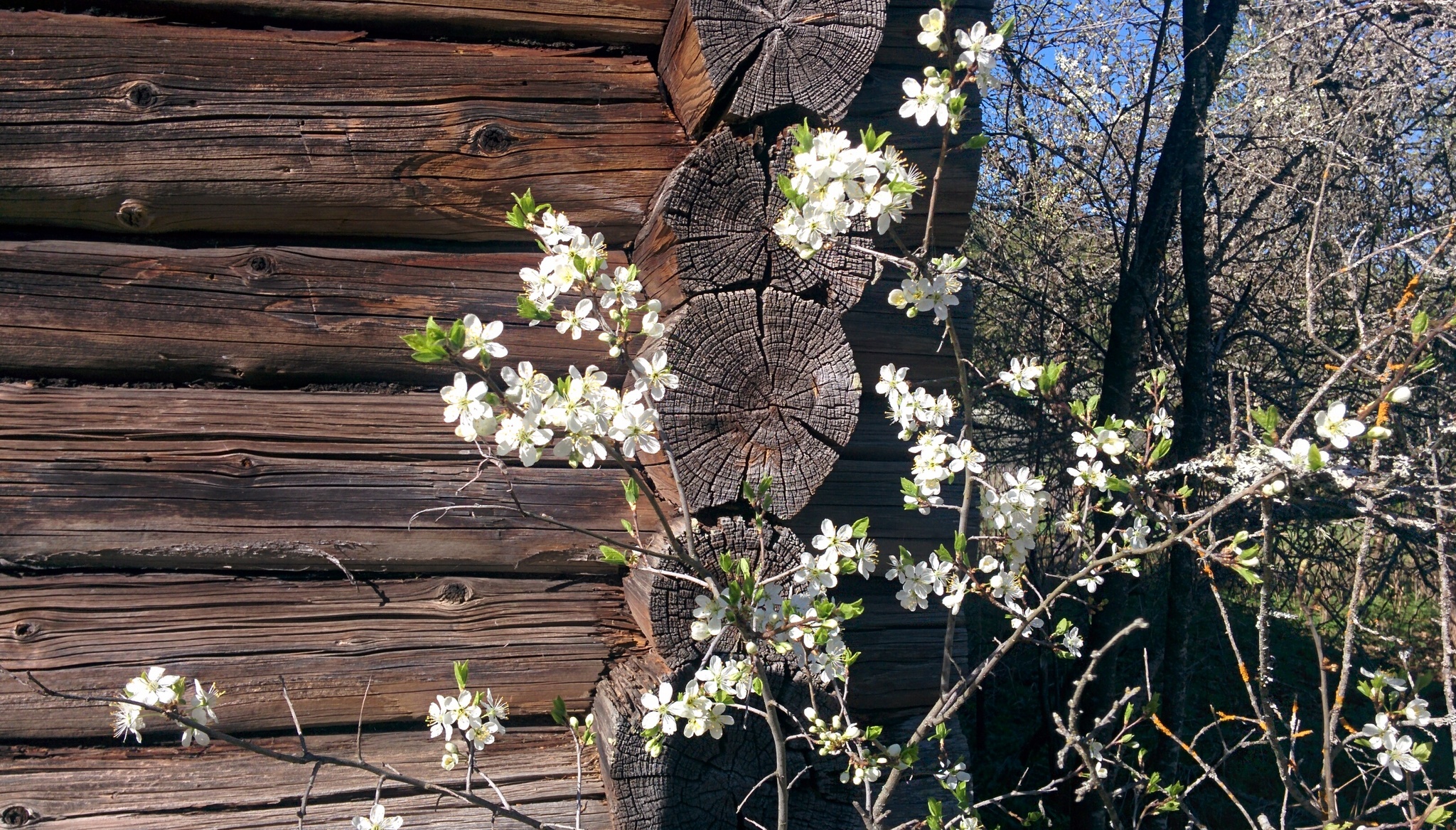 Memories of spring - My, Village, Nature, Longpost