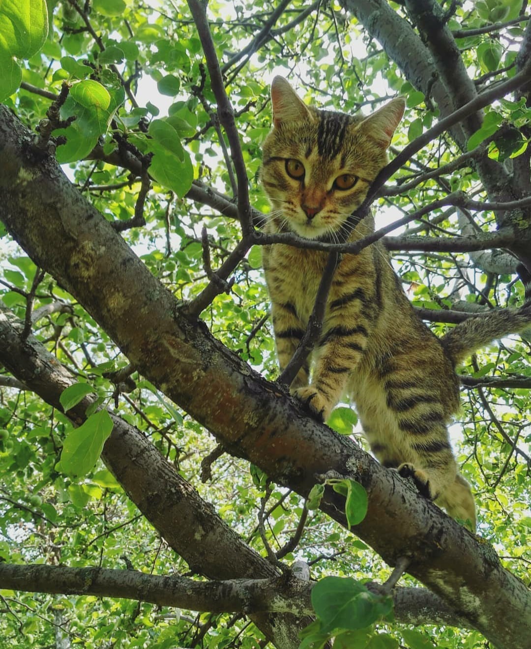 Спасти рядового Чудило - Моё, Кот, Длиннопост, Хеппи-Энд, Питомец, Домашние животные