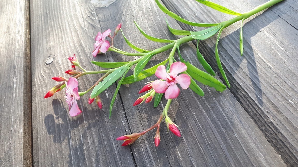 Handmade oleander - My, Needlework without process, Oleander, Polymer clay, Plants, Flowers, Cold porcelain, Longpost