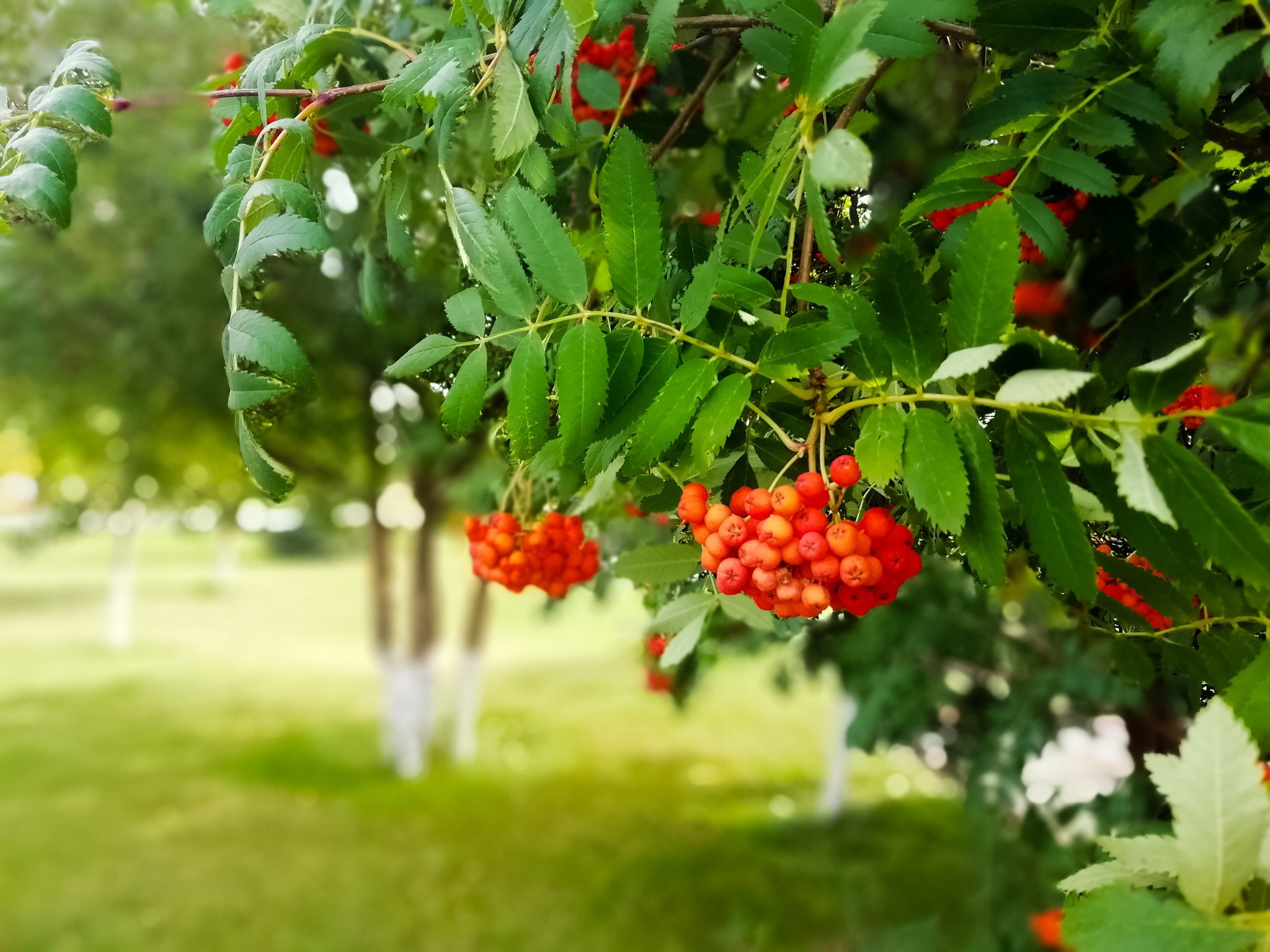 Fires of mountain ash red.. - My, Mobile photography, Autumn, Rubtsovsk, Barnaul, Rowan