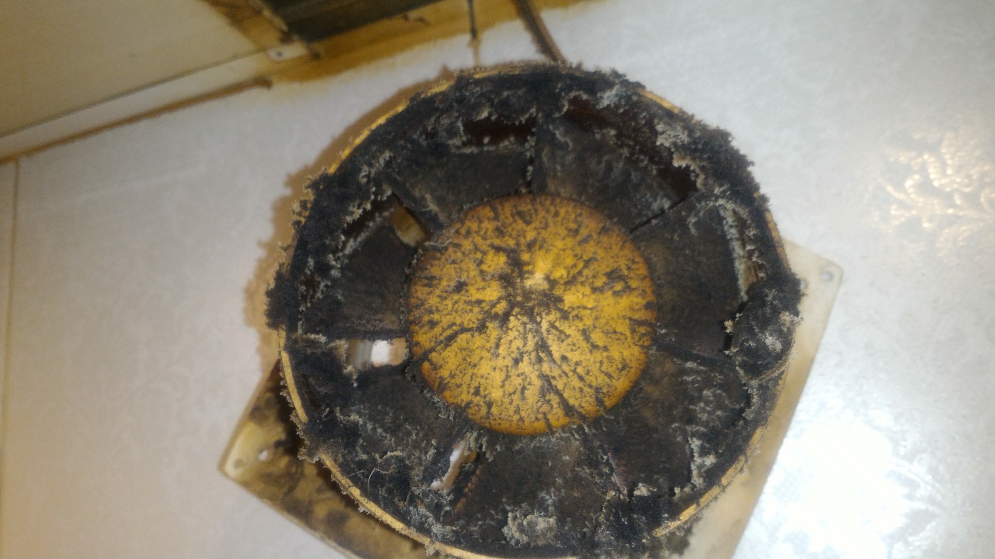 Can you tell me what is in the ventilation of the toilet? - My, House, Mold