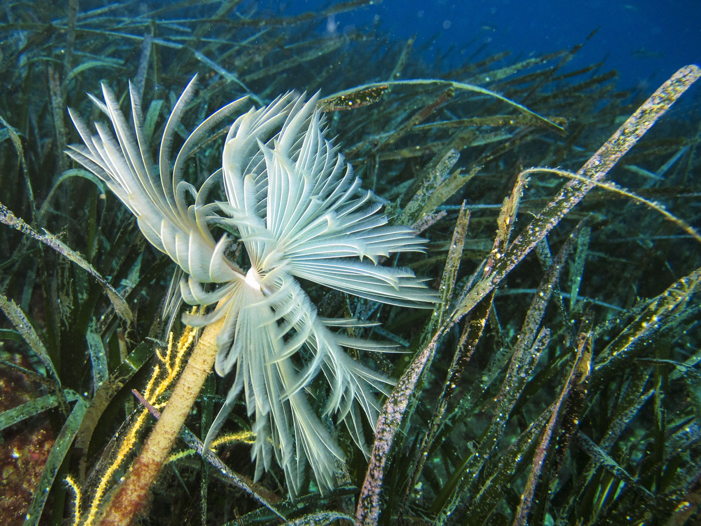 Ocean World: a selection of photos - Ocean, Underwater world, Shark, Whale, Jellyfish, Seaweed, The photo, Scuba diver, Longpost, Jellyfish