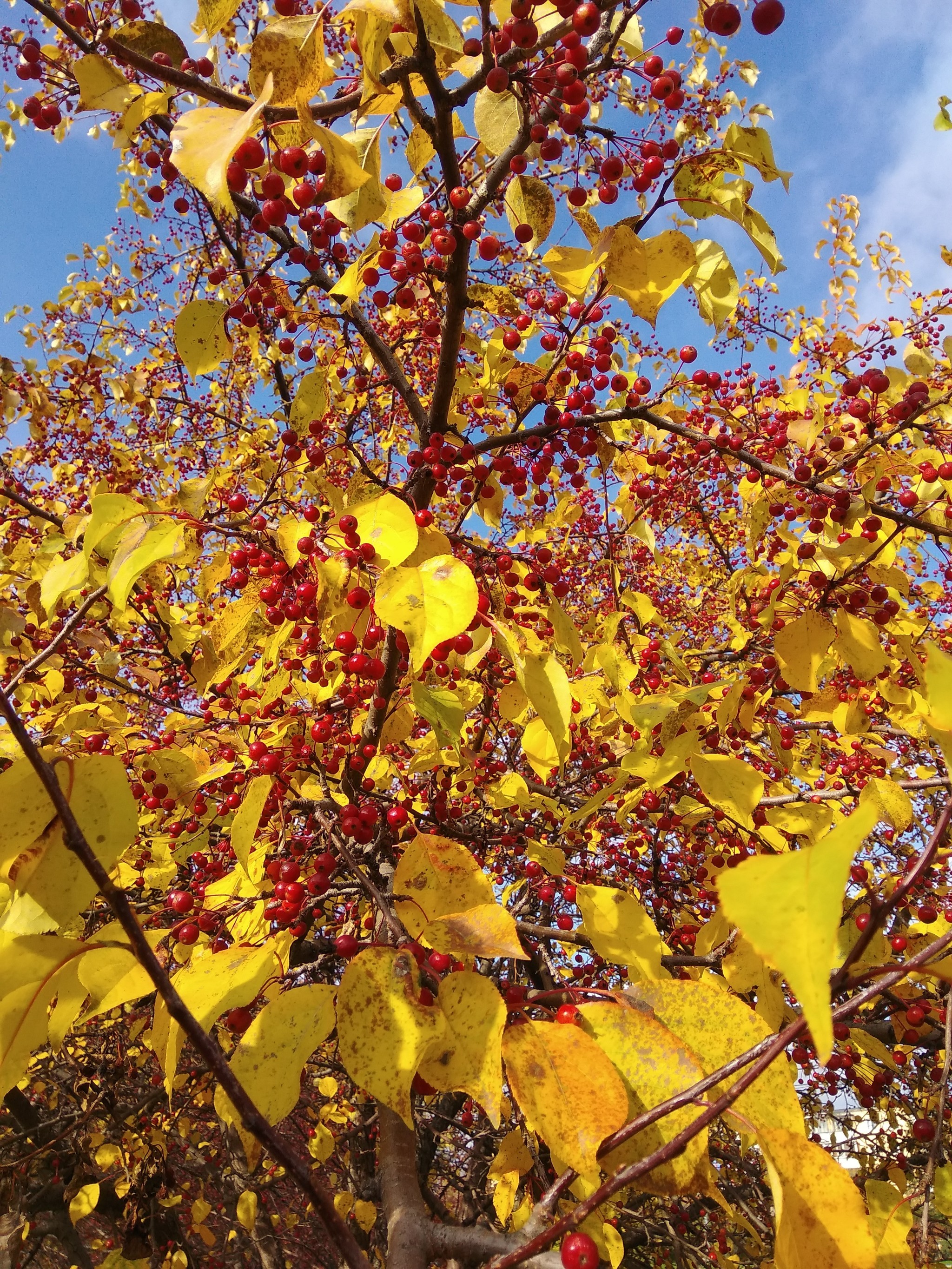 Autumn. Nizhny Tagil. - My, Nizhny Tagil, Autumn, The photo, Longpost