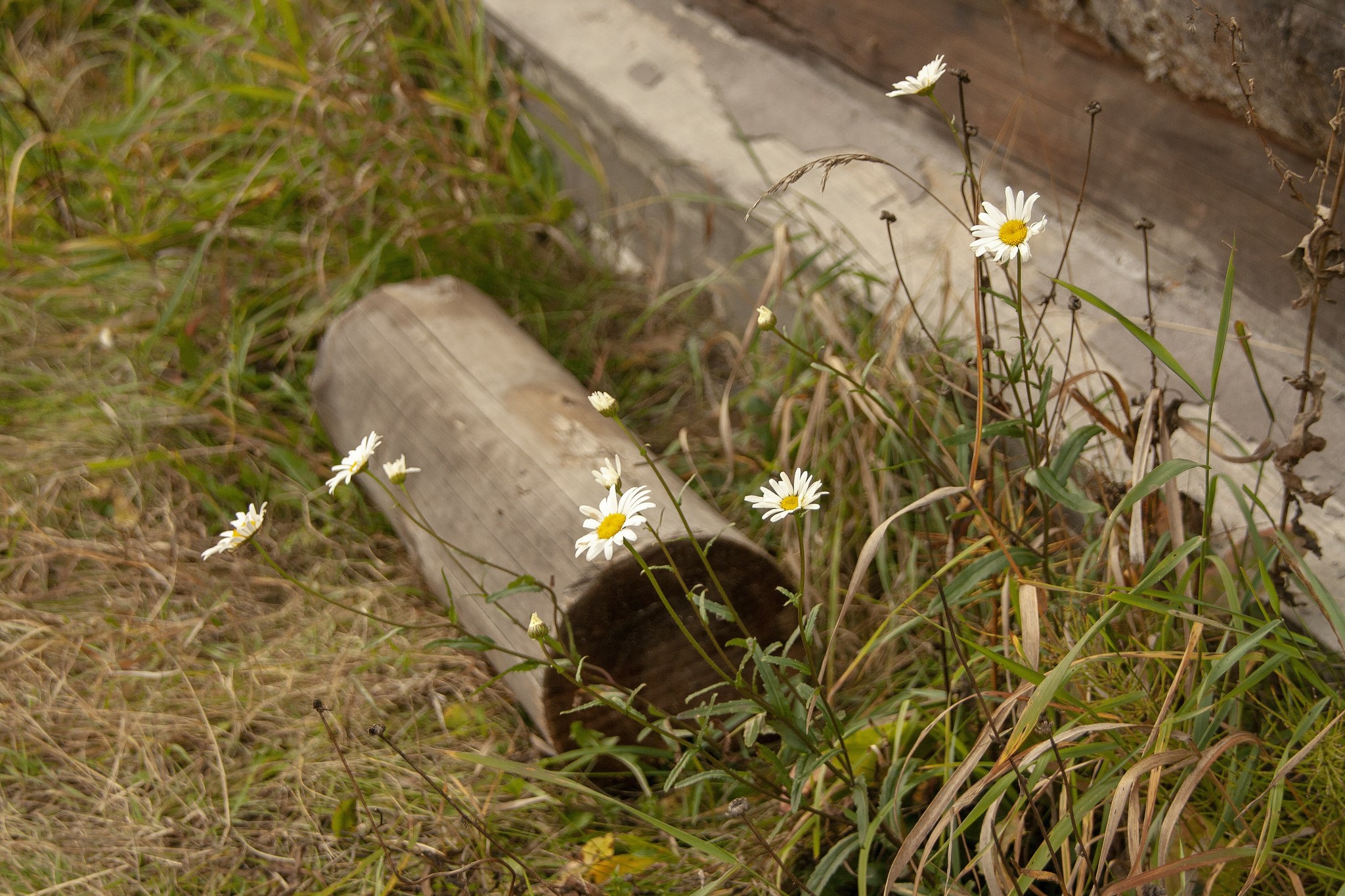 Summer keeps saying hello - Chamomile, Summer, Autumn, The main thing is not to give up