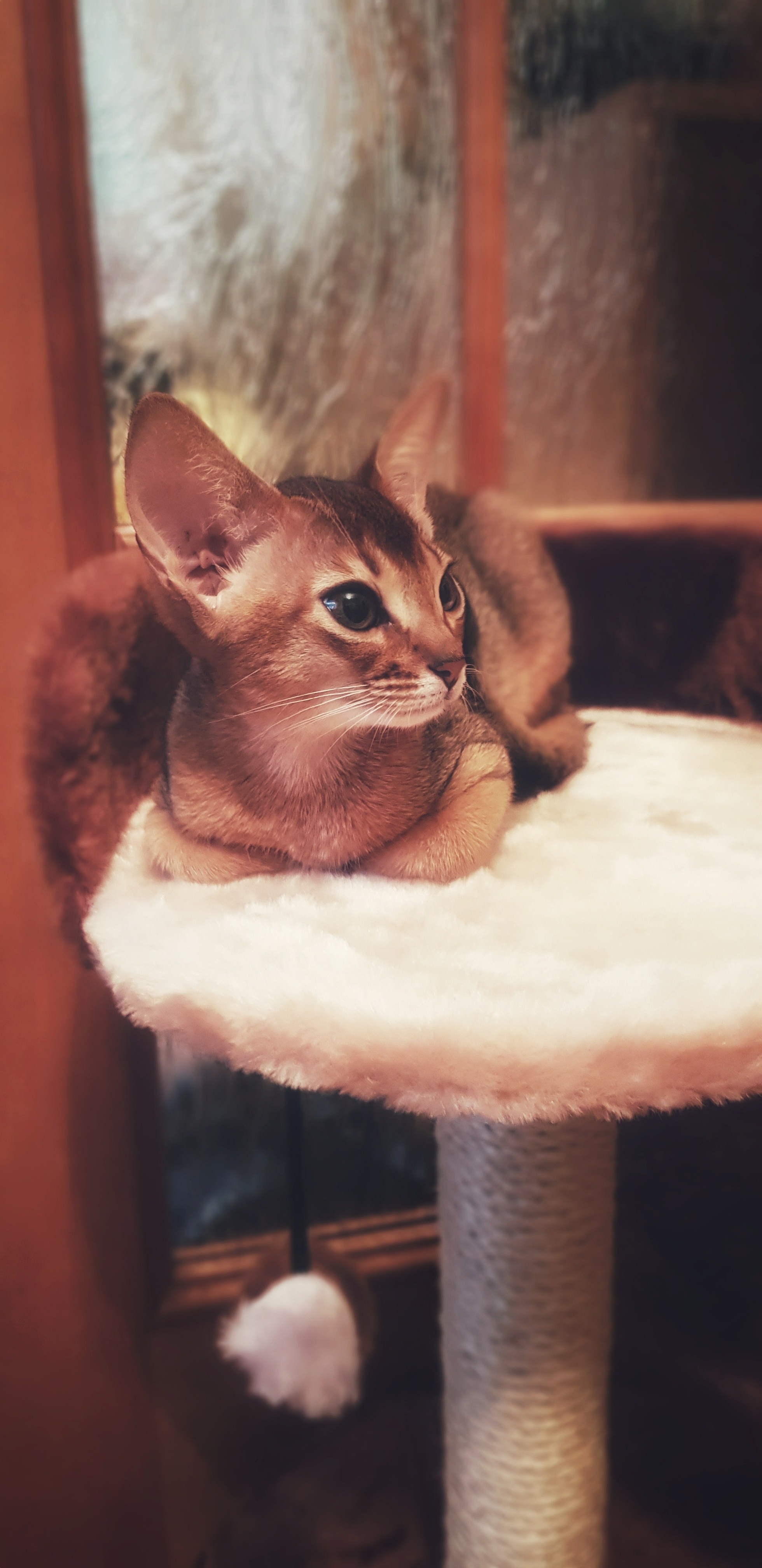 Our Milahi - My, Catomafia, The photo, Longpost, cat, Abyssinian cat