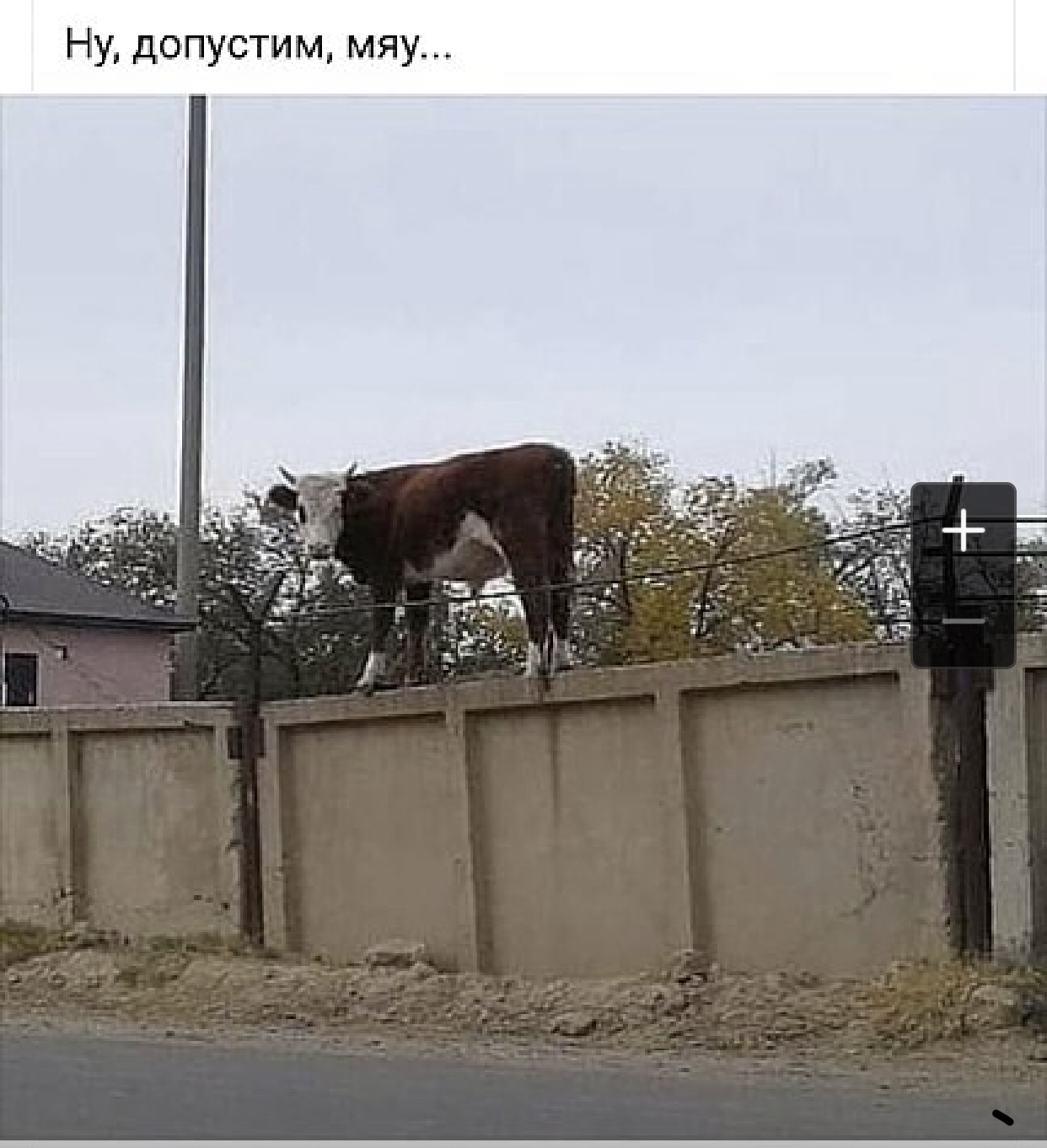 Wrong cat - Humor, Bull, Picture with text