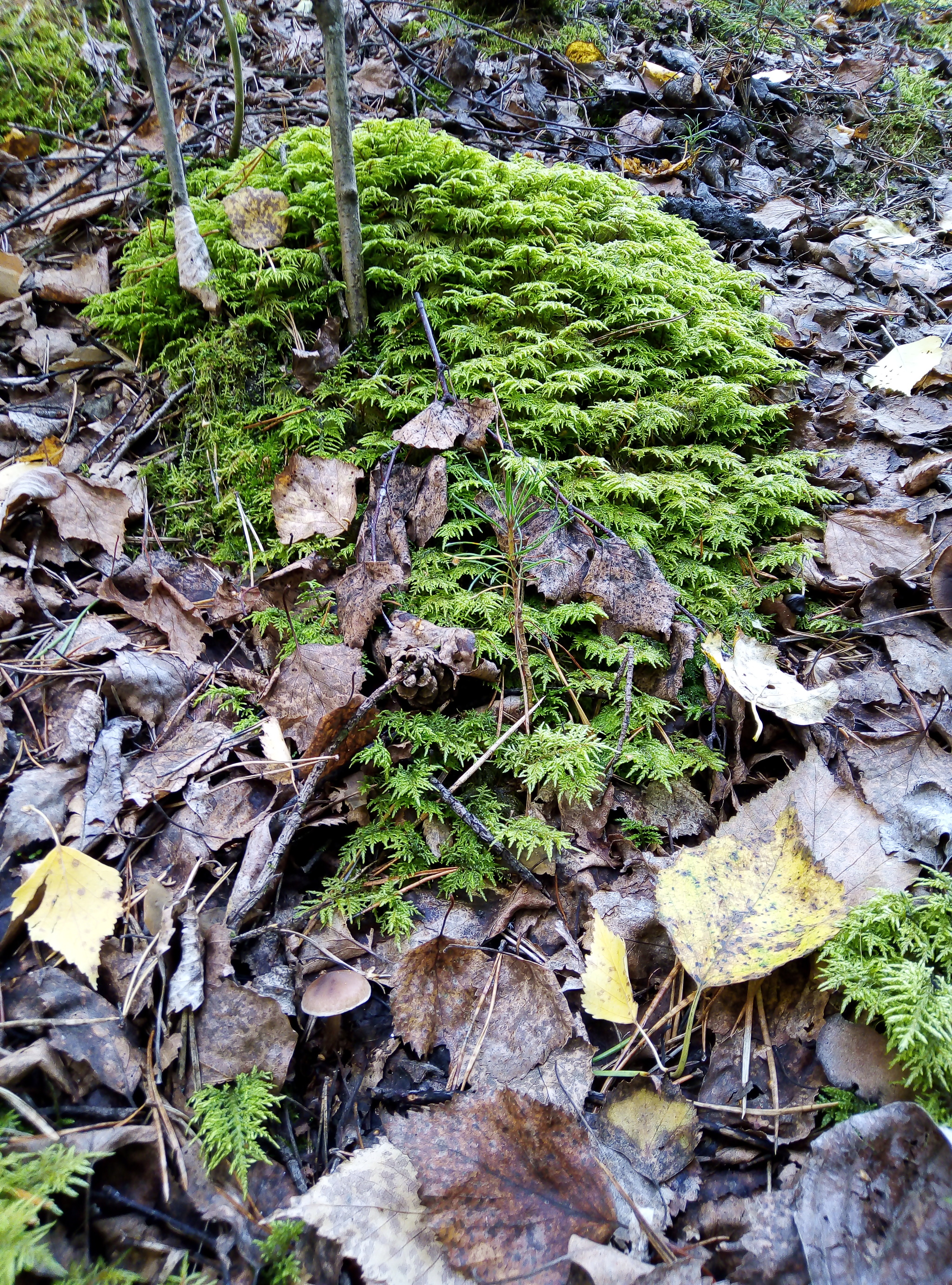 Lichen and moss - My, Lichen, Moss, Forest, Middle Ural, Longpost