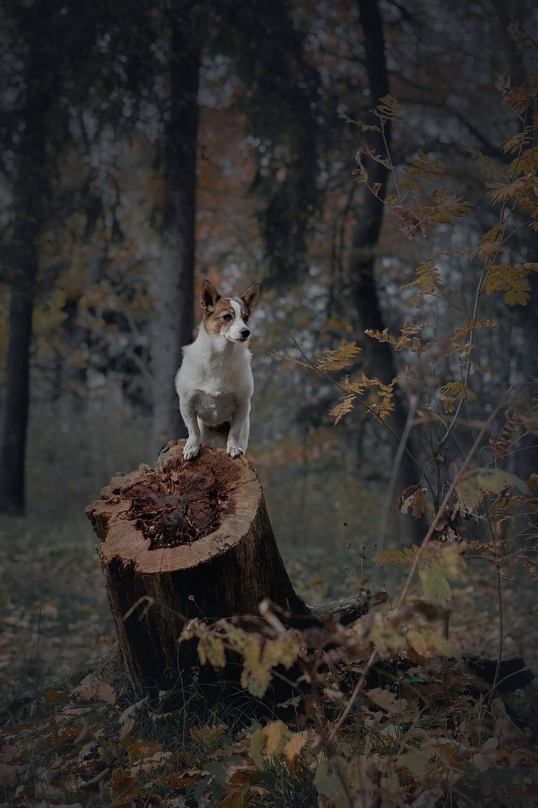 Немного осенних фоточек в ленту - Моё, Собака, Дворняга, Домашние животные, Животные, Осень, Длиннопост