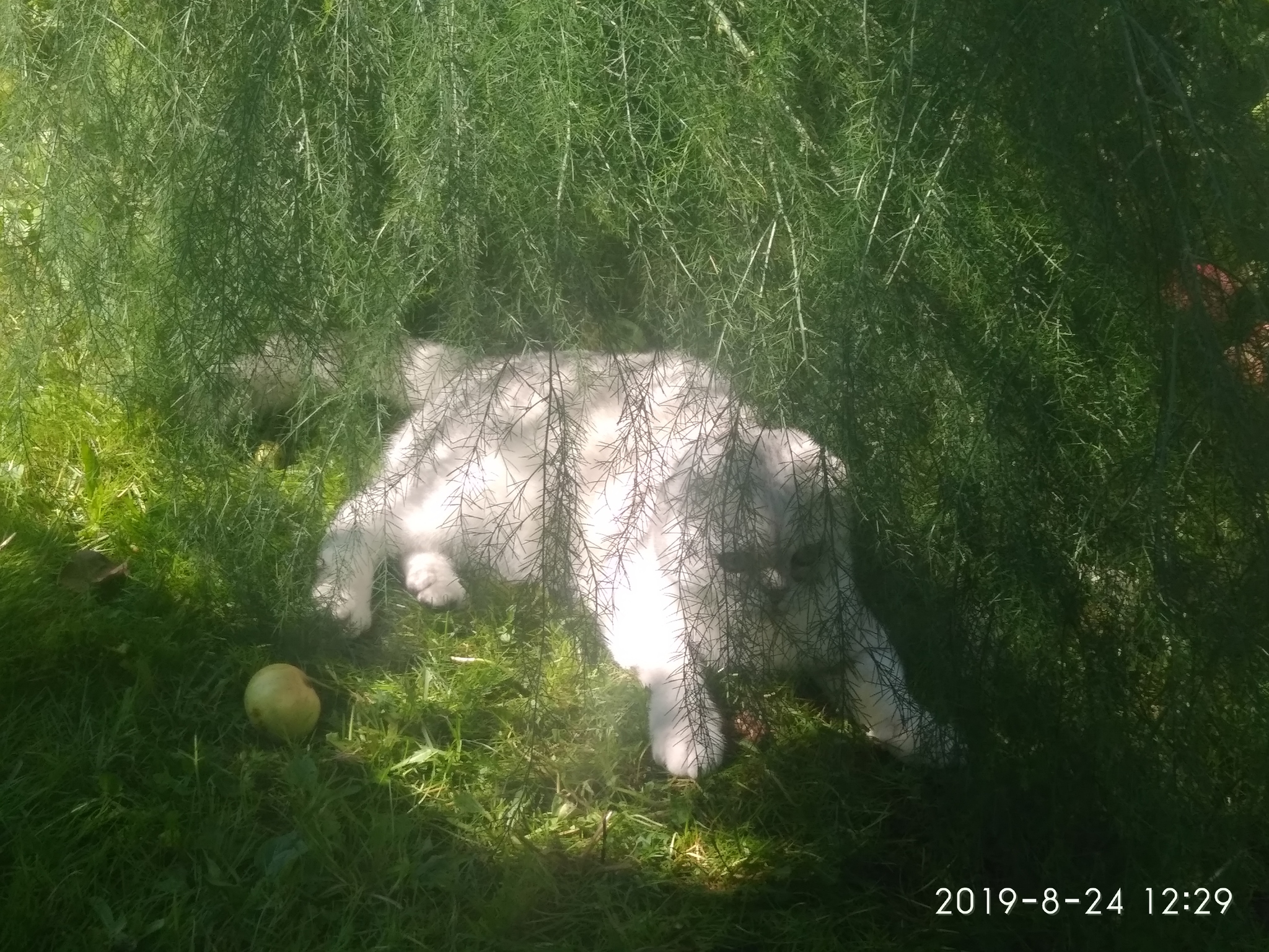 Oh, how good it was! - My, Milota, Scottish lop-eared, Pet, Catomafia, Kittens, Longpost, cat, Pets