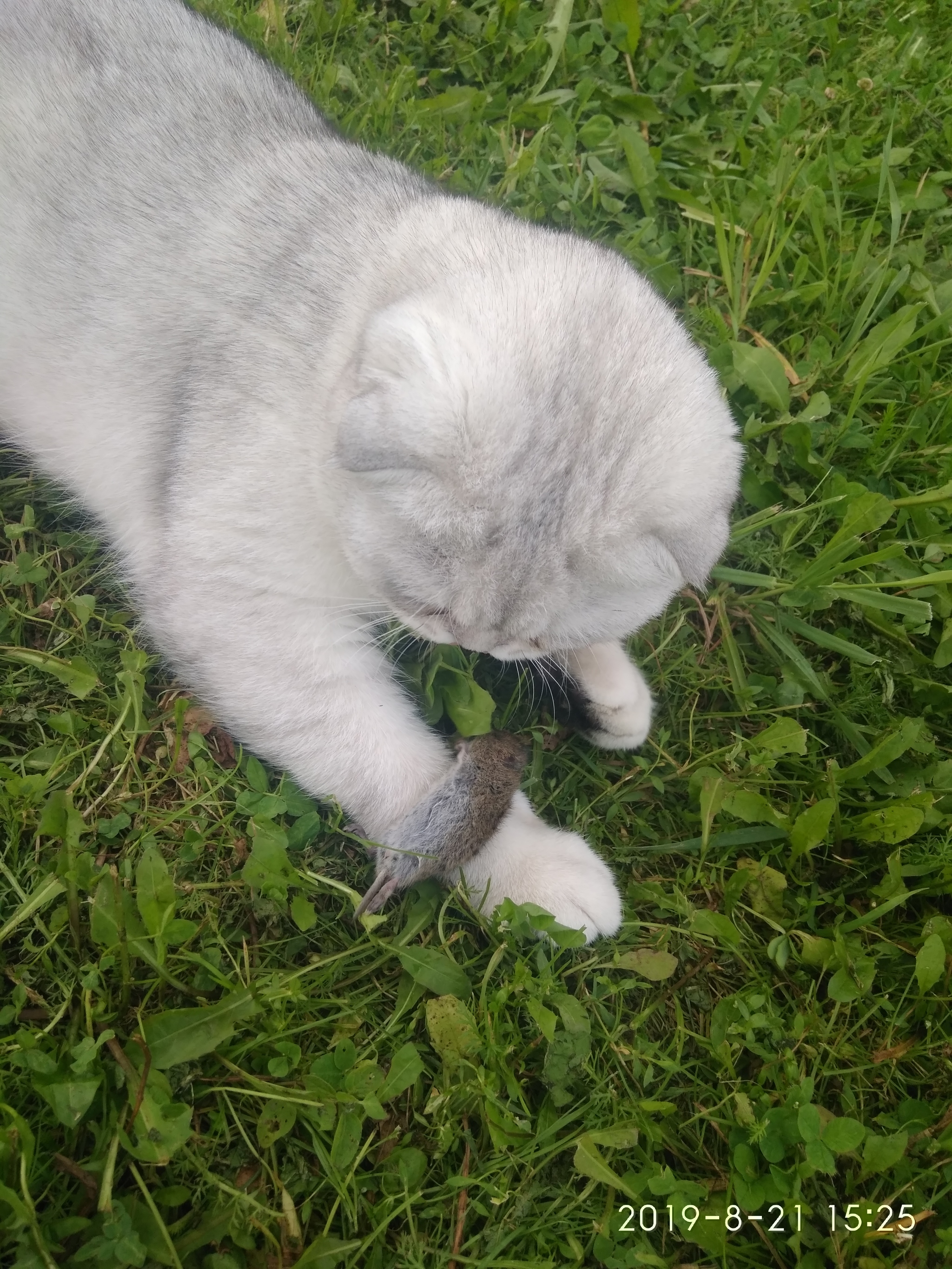 Oh, how good it was! - My, Milota, Scottish lop-eared, Pet, Catomafia, Kittens, Longpost, cat, Pets