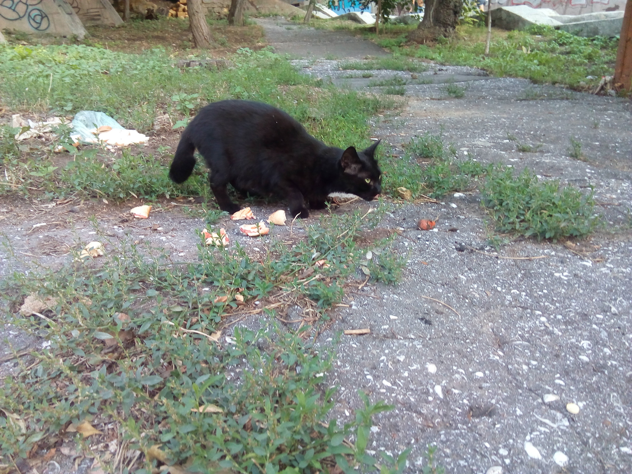 Cats - My, Odessa, cat, Redheads, Tailless, Longpost