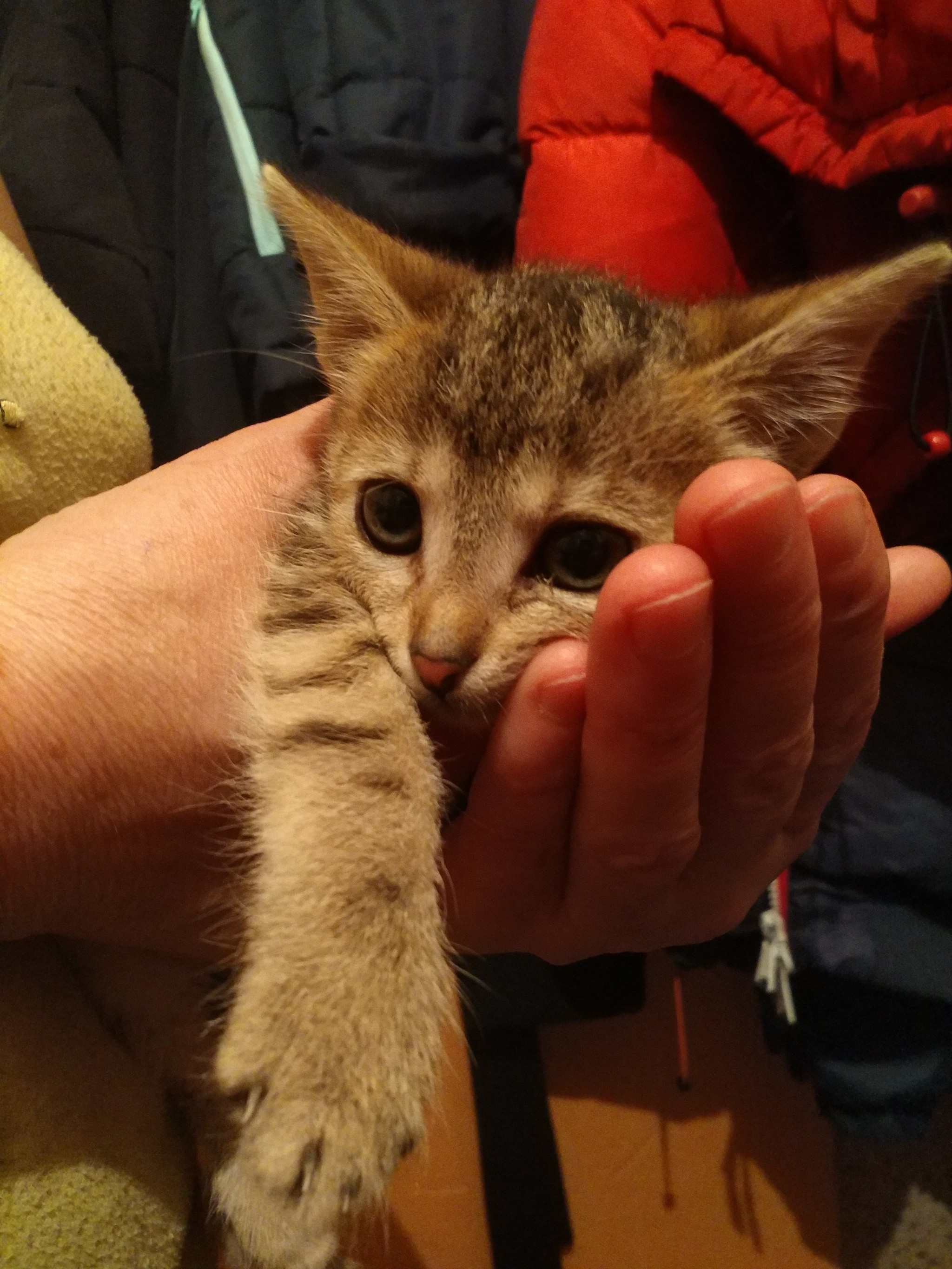 The kitten was found in the entrance - In good hands, Moscow, Animals, Kittens, Urgently, Video, Longpost, cat, No rating