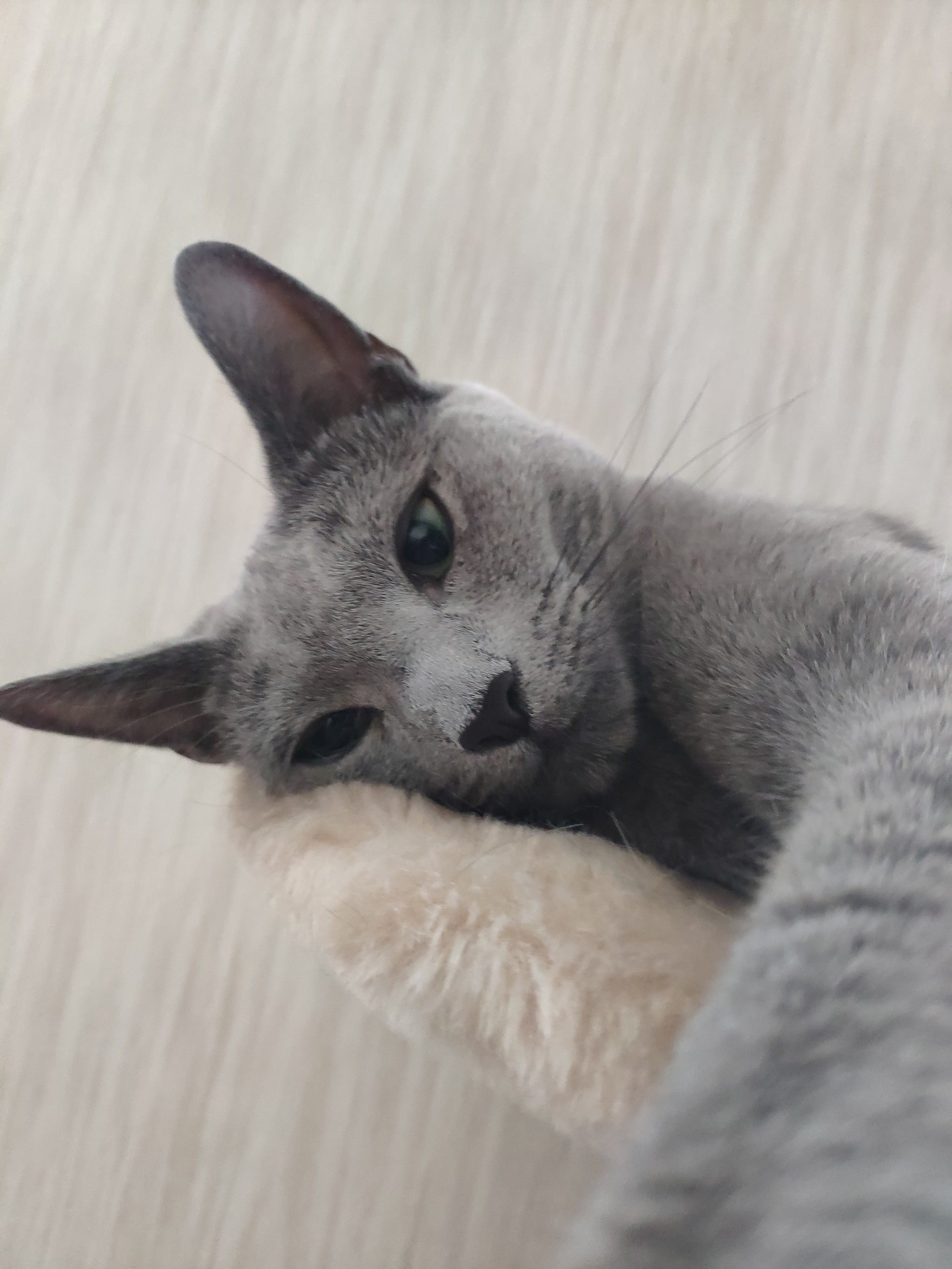 Hi all - My, Catomafia, Russian blue, Longpost, cat