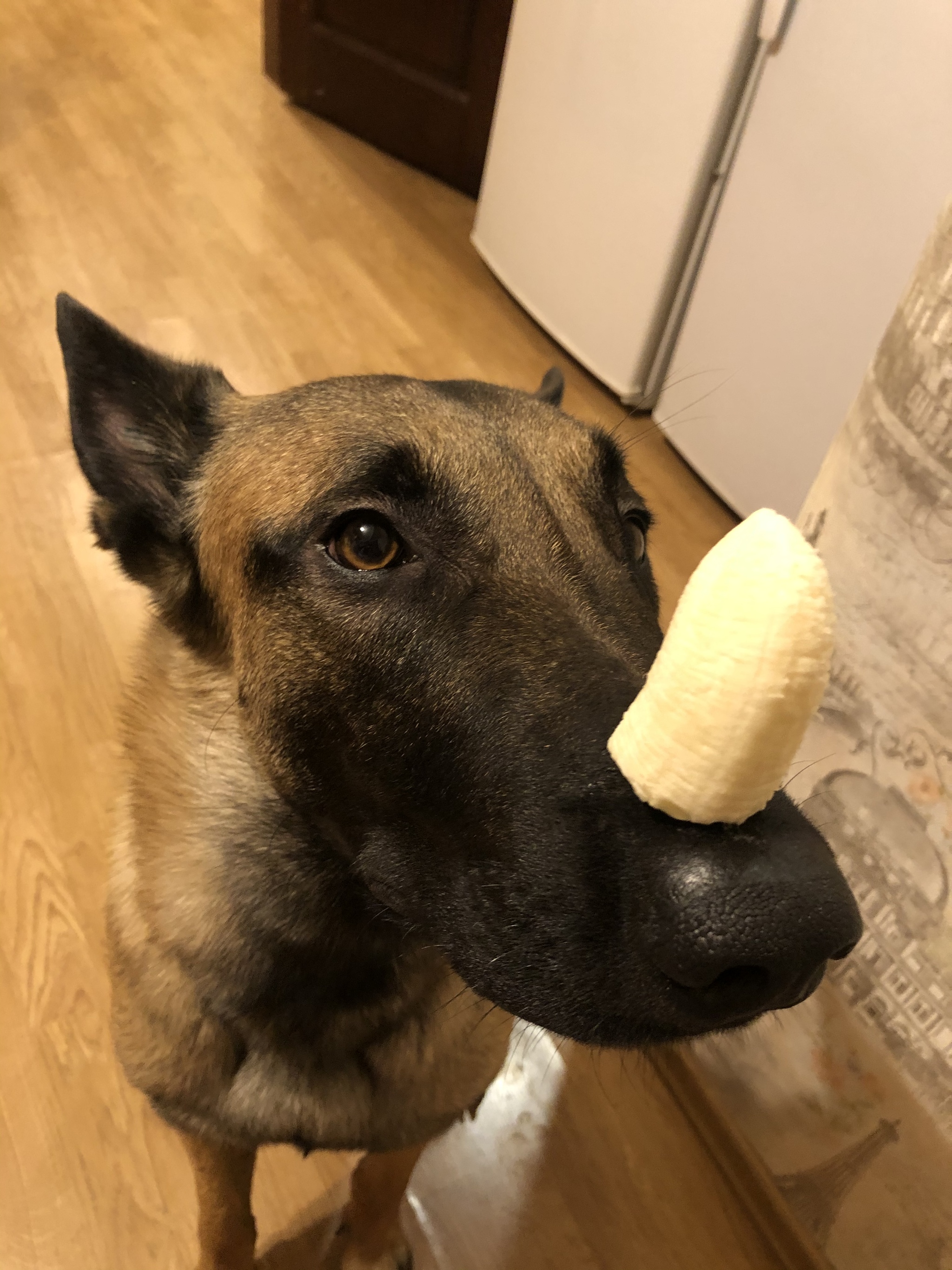 Rhino - My, Dog, Pets, Milota, Excerpt, Malinois, Video, Longpost, Vertical video