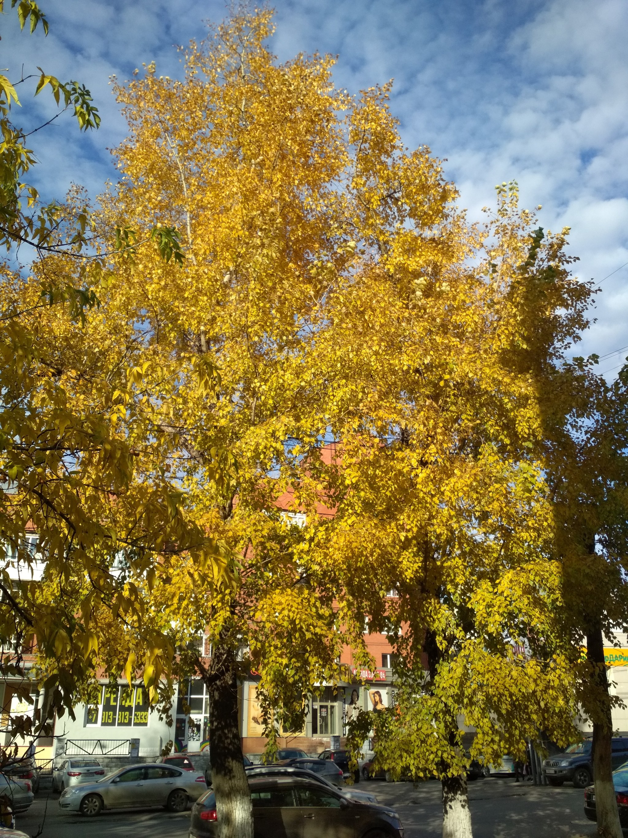 Golden autumn in Tomsk - My, Tomsk, Autumn, City center, Longpost