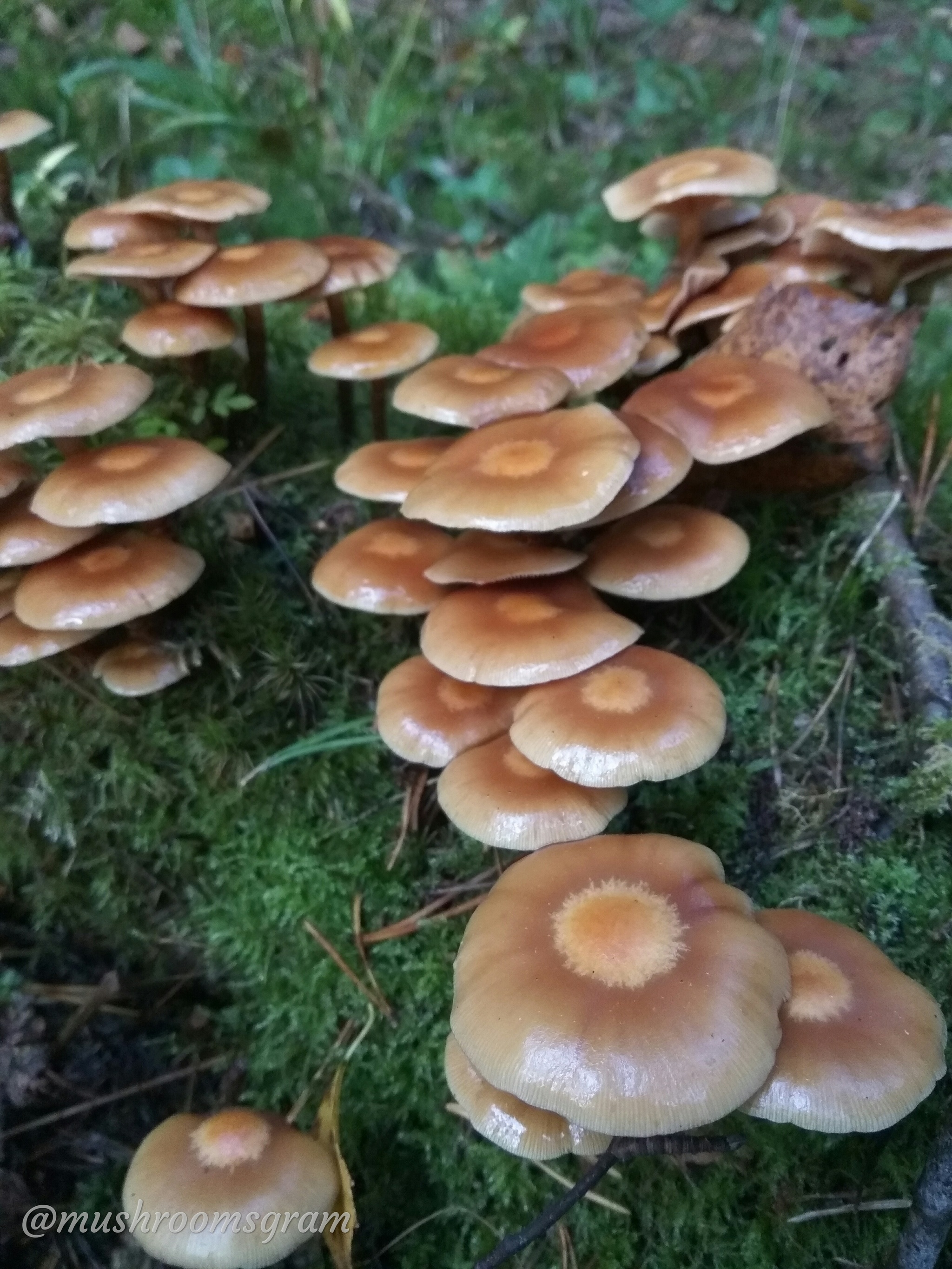 Mushroom Team 2019 - My, Mushrooms, Silent hunt, Chanterelles, Boletus, Porcini, Longpost