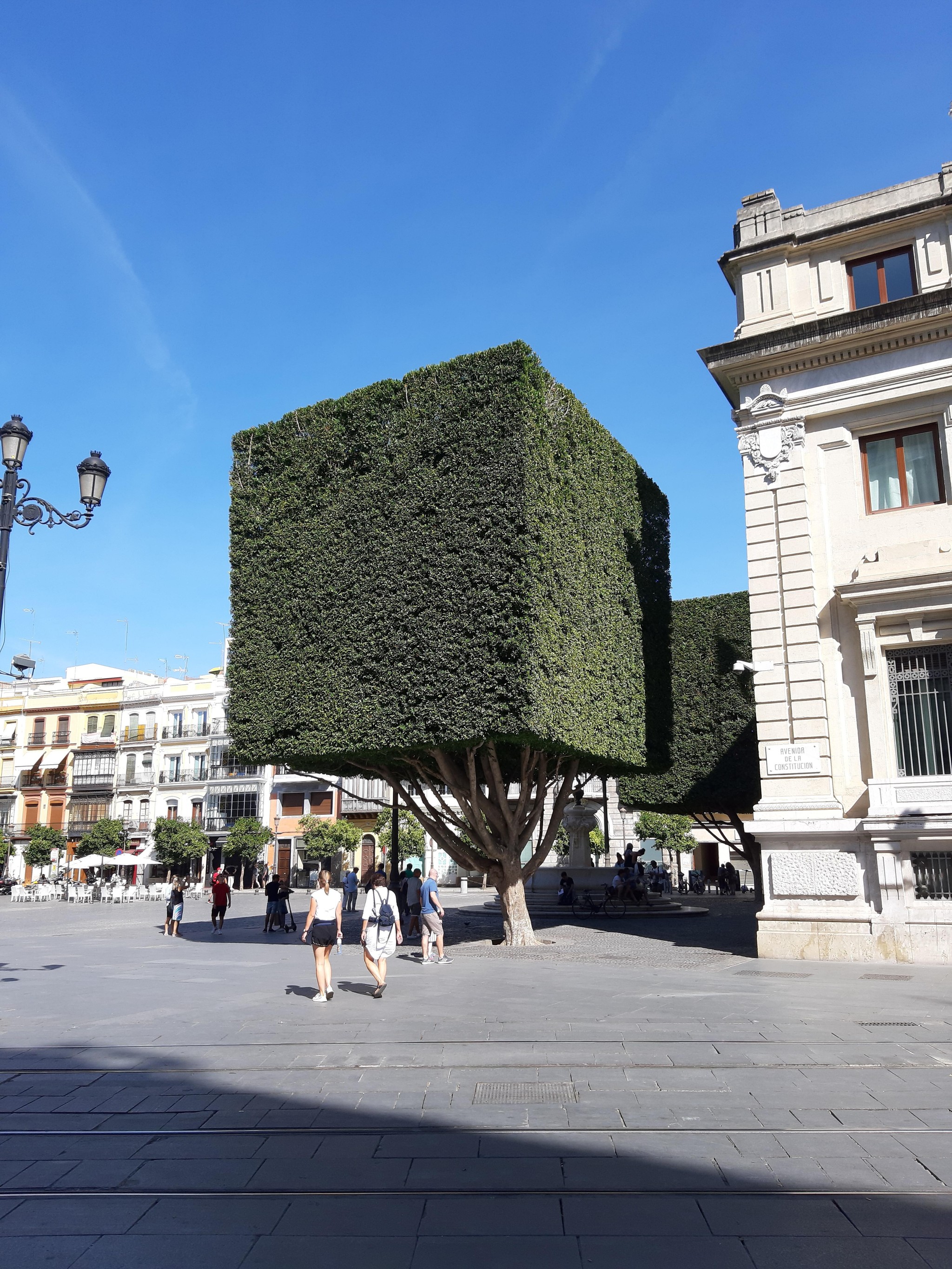 This is a perfect square tree in Seville, Spain - Spain, The photo, beauty, beauty of nature, Nature, Tree