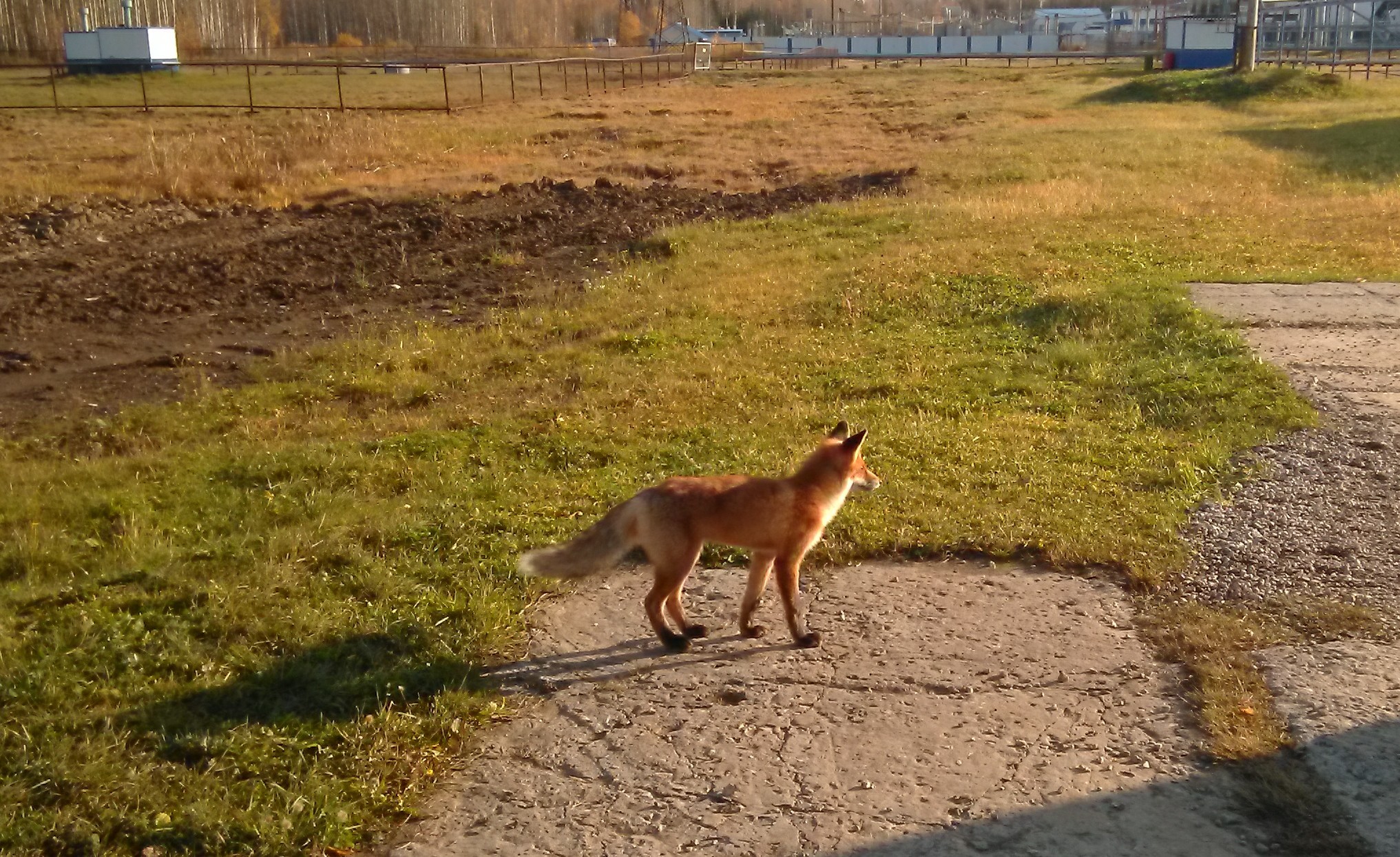 autumn guest - My, Fox, Longpost, Animals