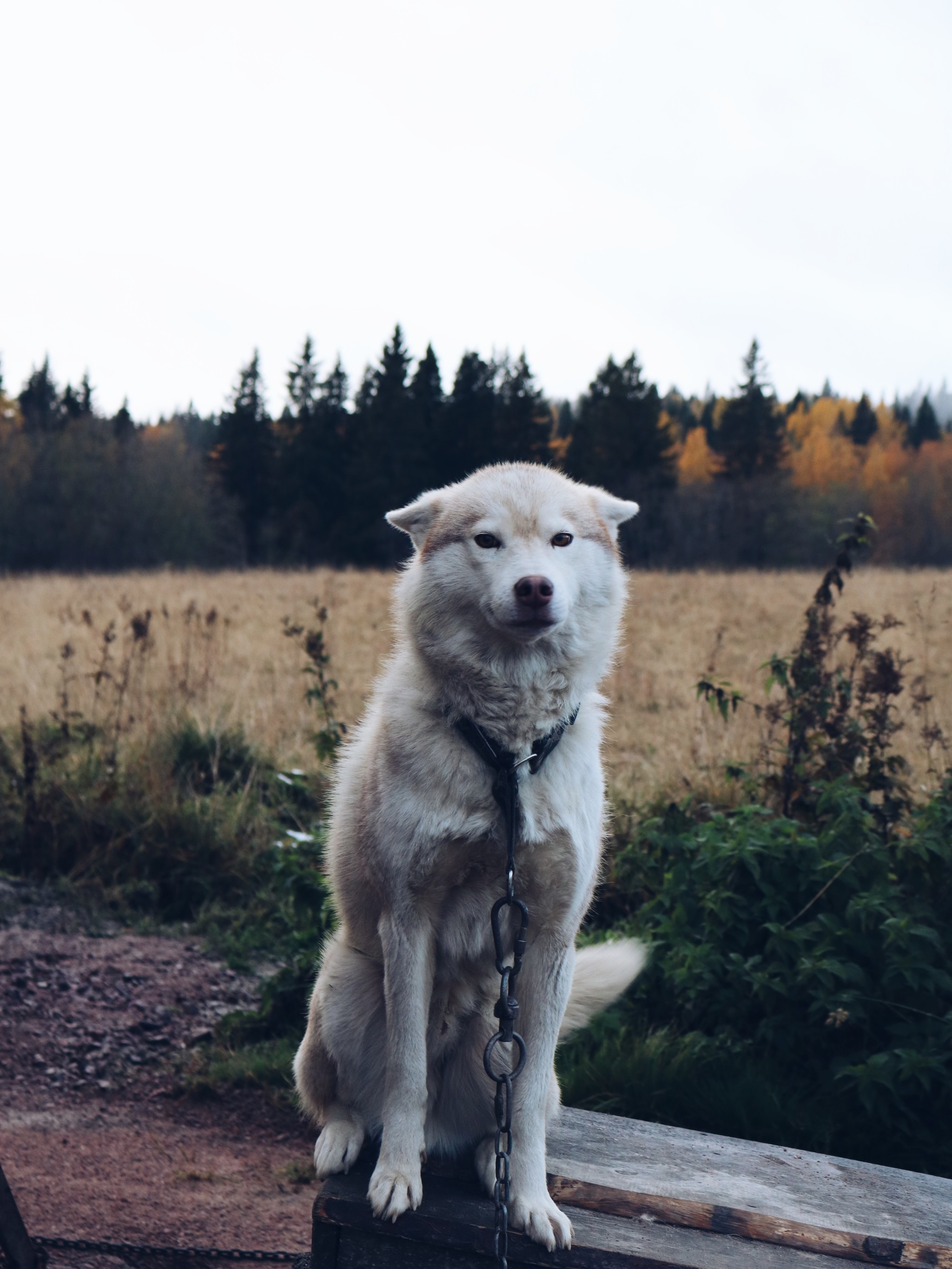 Charisma - My, Siberian Husky, Карелия, Nursery, The photo, Autumn, Ruskeala, Longpost, Dog