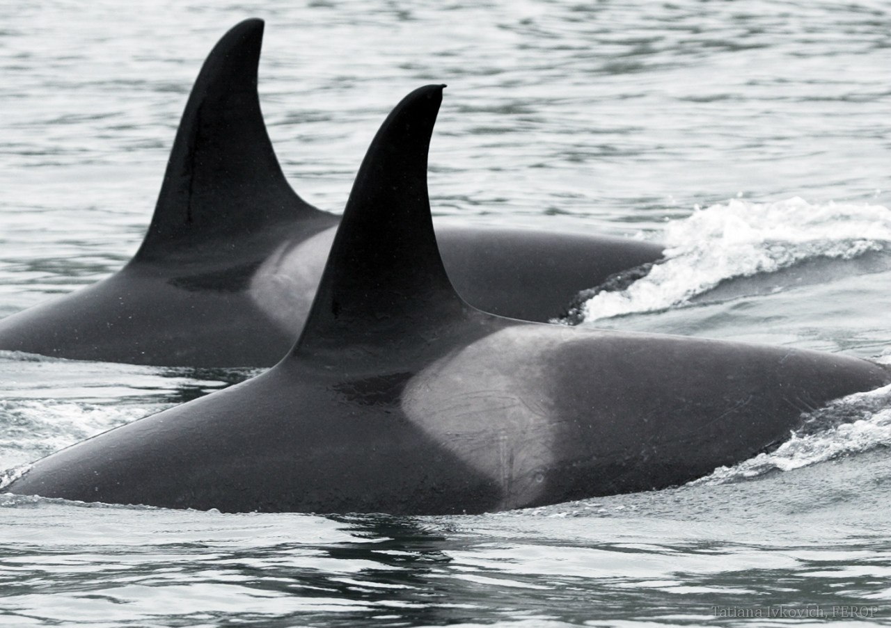 Mash about killer whales - My, Interesting, Longpost, Facts, Killer whale, Mammals, Video, Dolphin, The photo