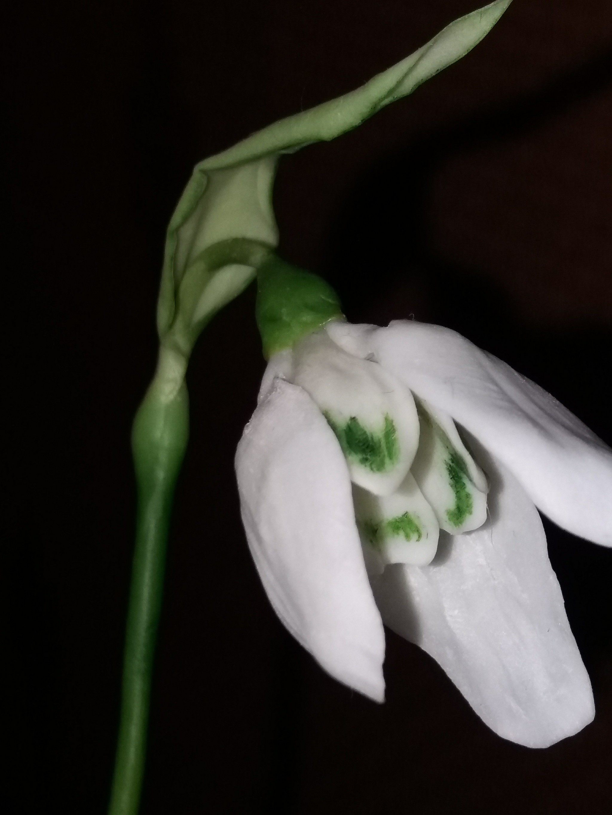 A few snowdrops. - My, Snowdrops, Cold porcelain, Longpost, Needlework without process, Snowdrops flowers