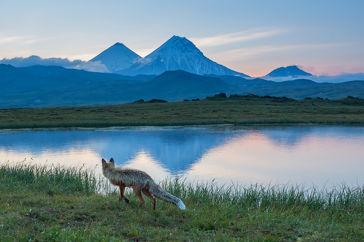 Let's go HERE!!!! - My, Kamchatka, Fox, Nature, Landscape, Volcano, Travels, Animals, Longpost