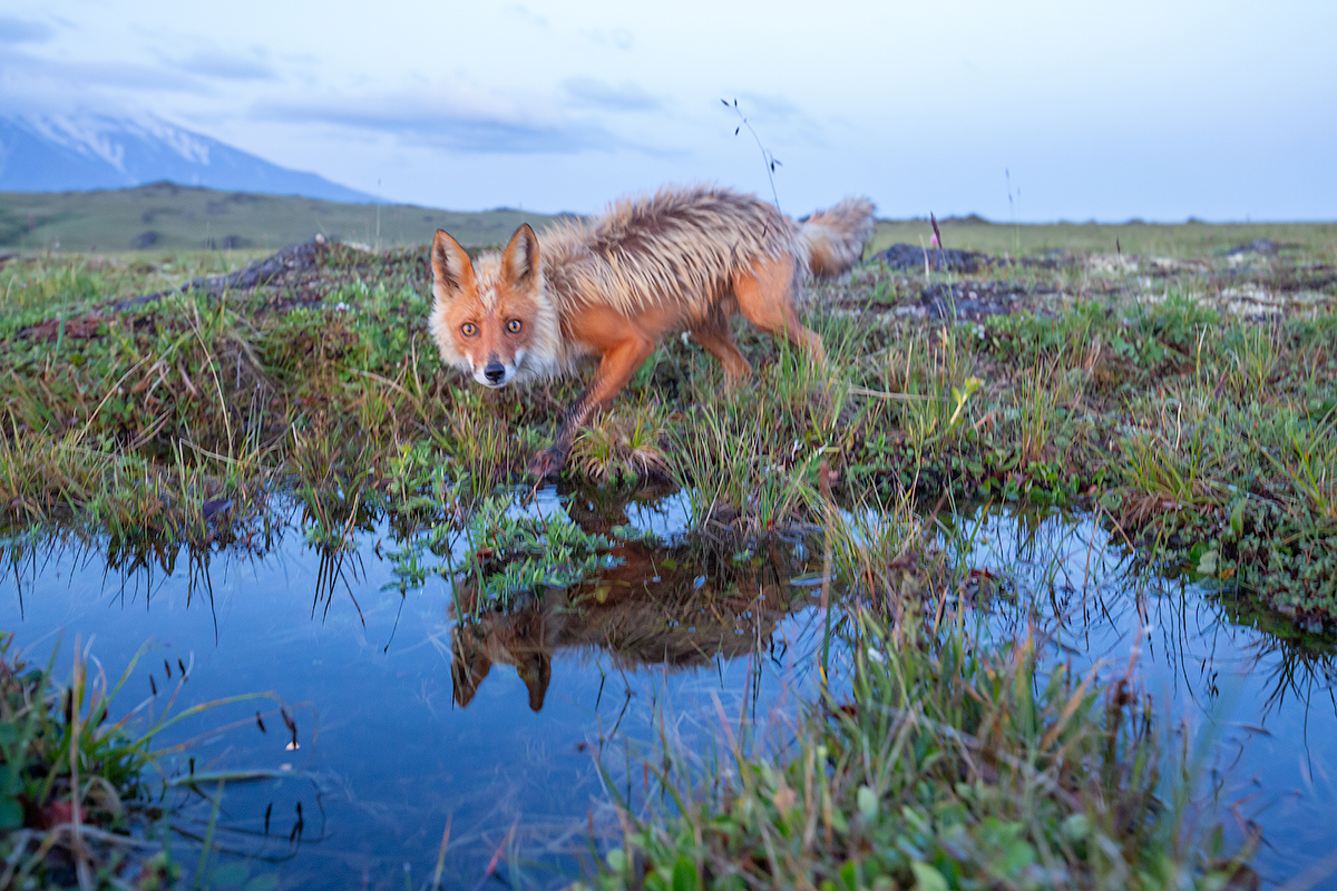 Let's go HERE!!!! - My, Kamchatka, Fox, Nature, Landscape, Volcano, Travels, Animals, Longpost