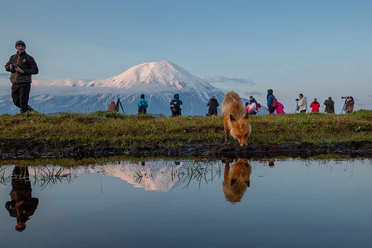 Let's go HERE!!!! - My, Kamchatka, Fox, Nature, Landscape, Volcano, Travels, Animals, Longpost