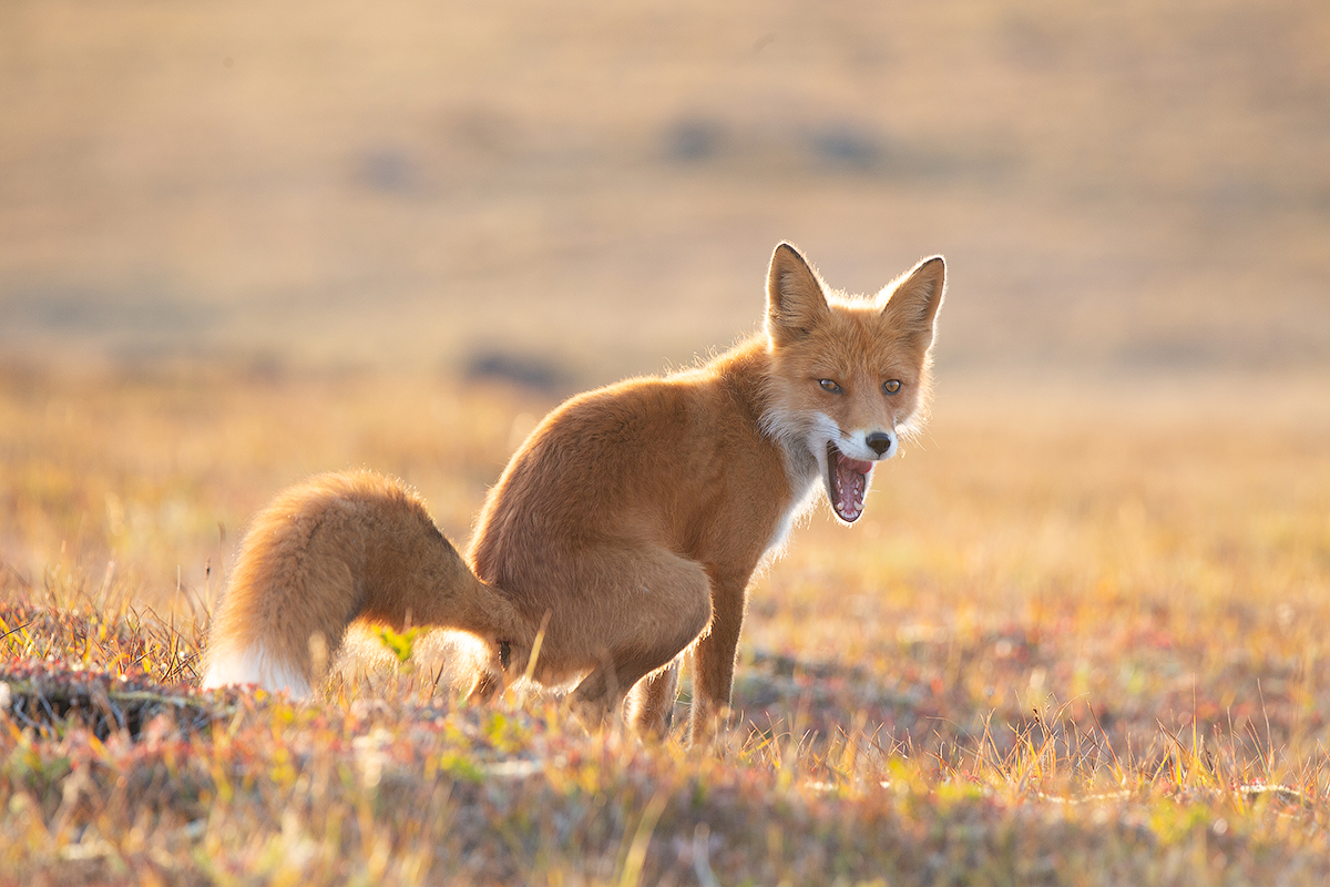 Let's go HERE!!!! - My, Kamchatka, Fox, Nature, Landscape, Volcano, Travels, Animals, Longpost