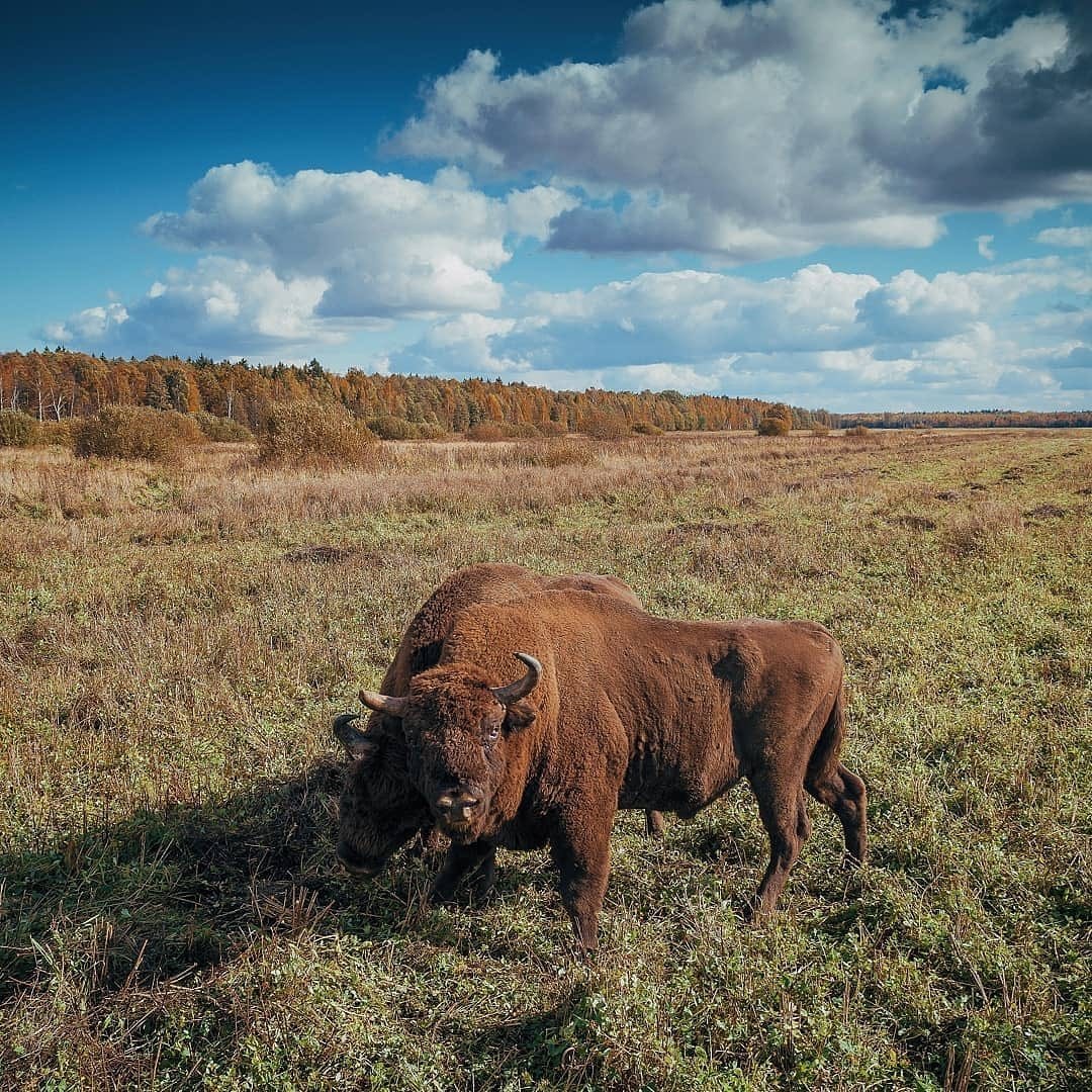 Belarusian bison in the natural environment - Bison, Belovezhskaya Pushcha, Nature, Republic of Belarus, Longpost